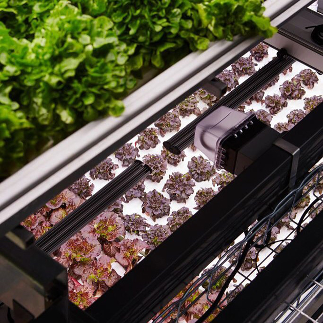 Bowery use LED lights to grow produce 365 days a year. Photo: Bowery.