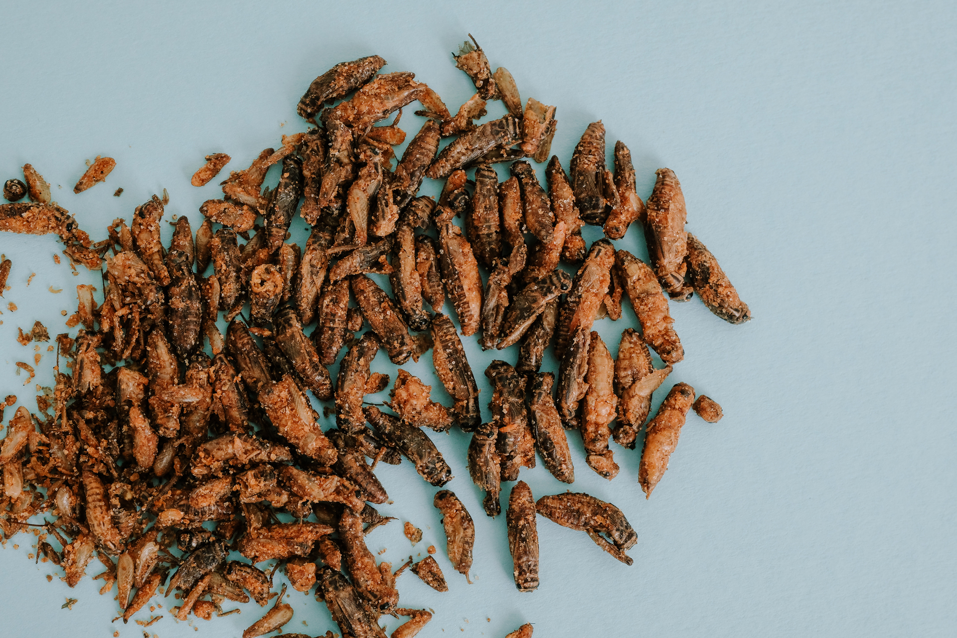 Eat Grub's Neil Whippey: 'Changing people's perceptions of insects