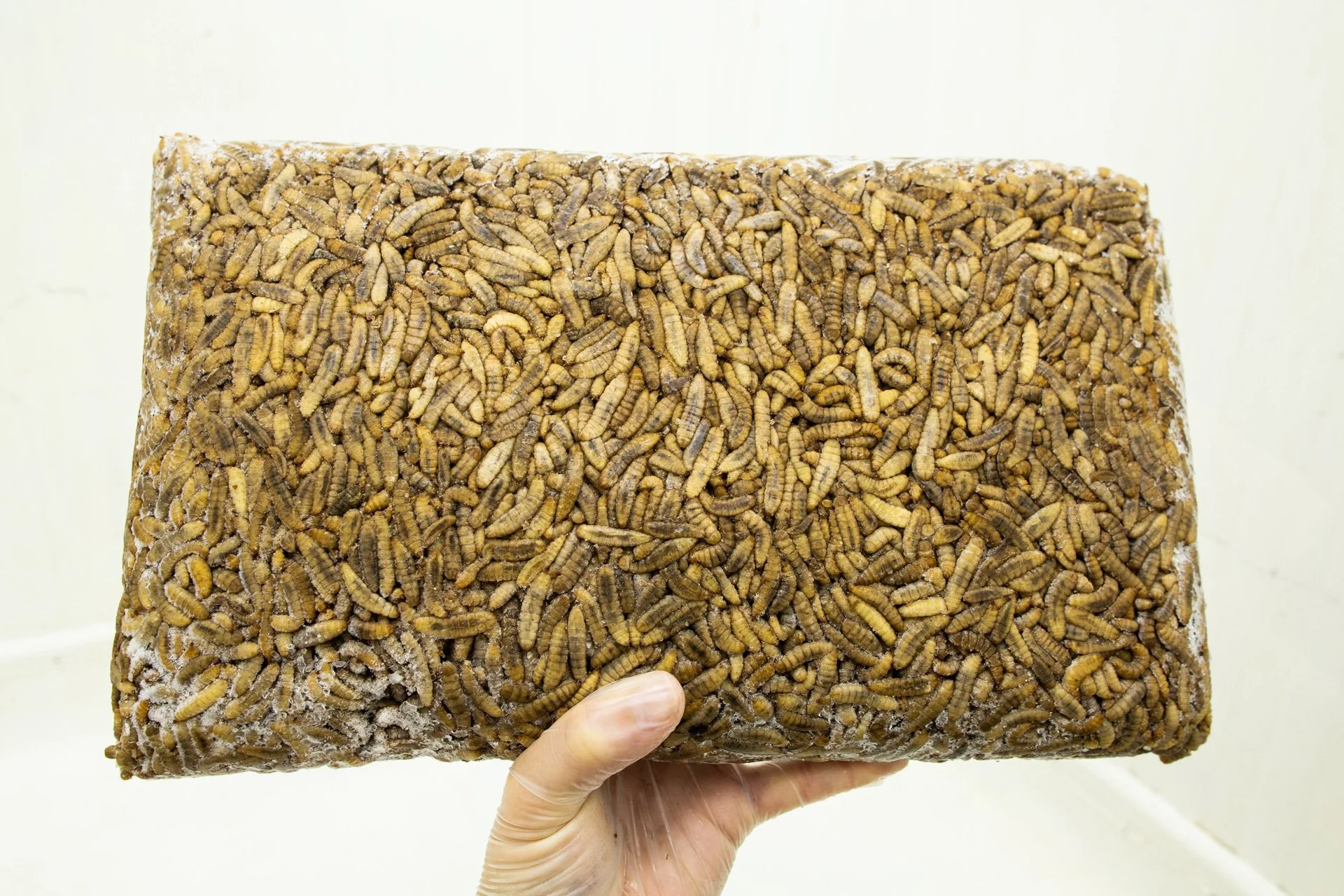 Entocycle — for rethinking the food chain
