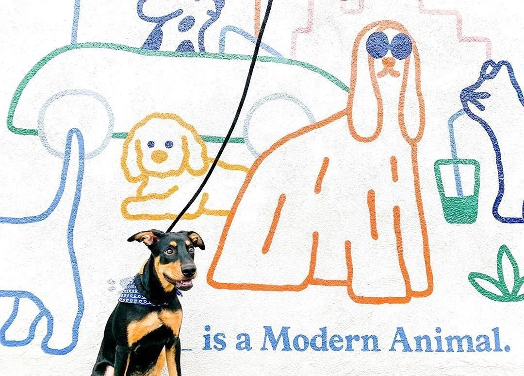 Modern Animal — for next-generation vet services