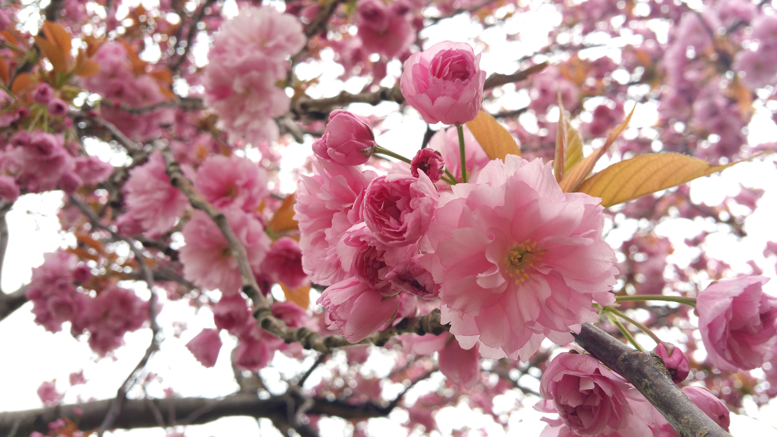 20170407_123209.jpg