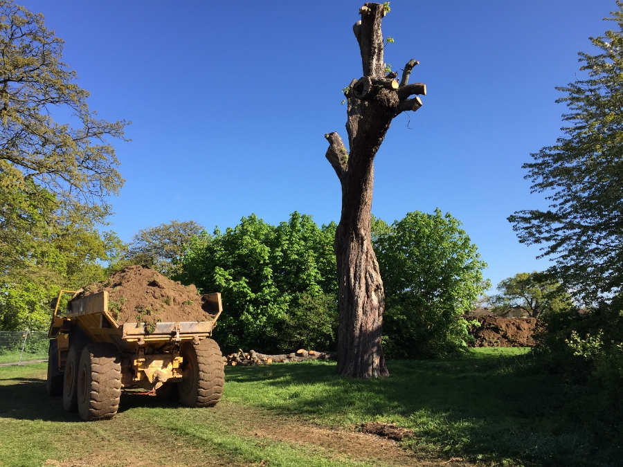  Machinery tracking routes were pre-planned to avoid damaging the root structures of any protected trees, such as this one 