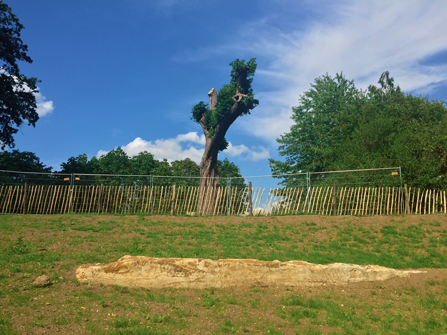 The exposed wall of the WWII-era bomb shelter, along with the historically significant tree that were both protected during the works are shown.