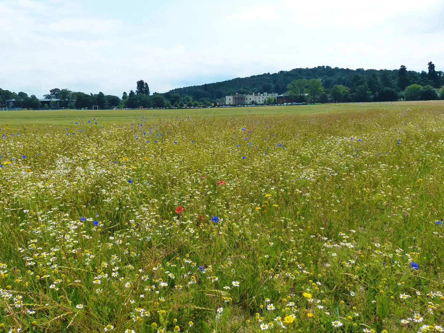 Concord College - Wildflower Meadow