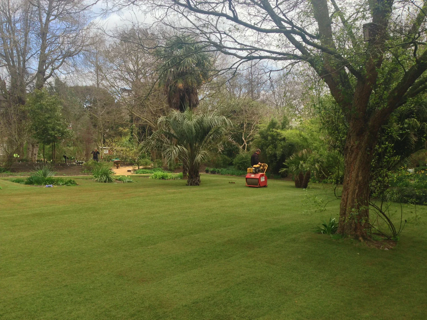 Chelsea Physic Garden - Turf Rolling