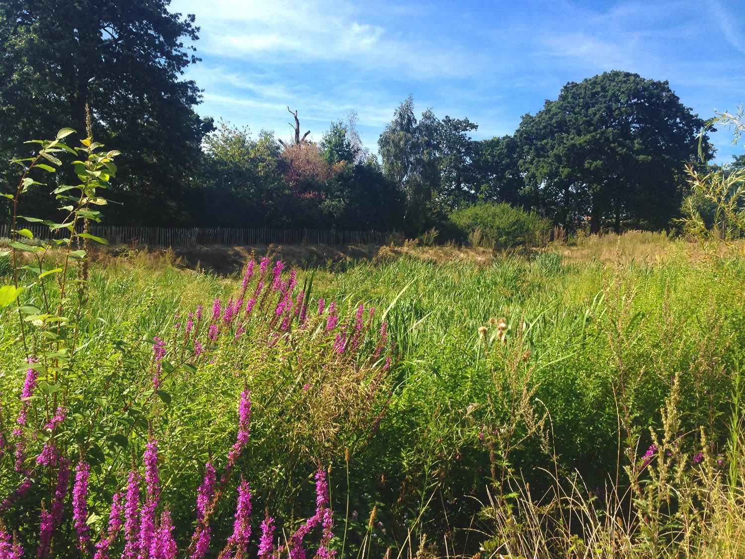 Pymmes Park - Wetlands Flourishing