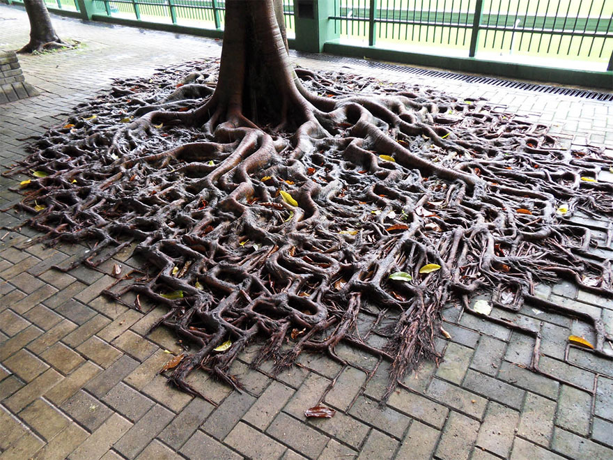 tree-roots-concrete-pavement-1.jpg