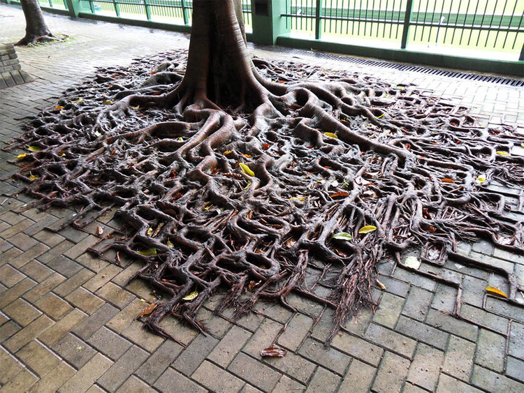 Searle Design Group Landscape Architects, How To Landscape With Tree Roots