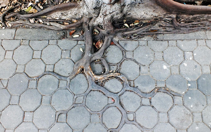 tree-roots-concrete-pavement-2.jpg