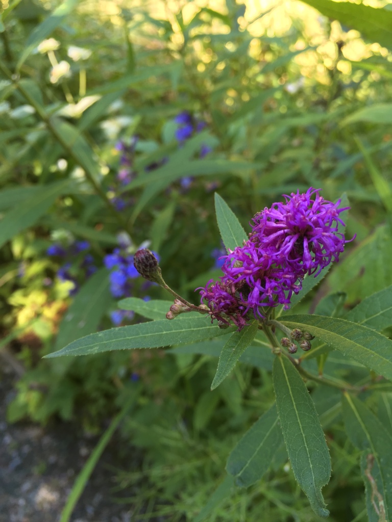 thumb_IMG_1672_1024.jpg
