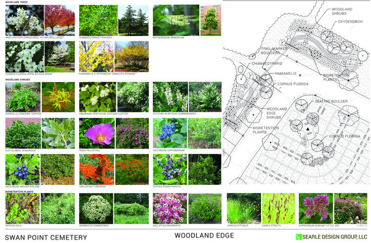 Featured image of post Landscape Architecture Plant Palette - Plant suggestions for creating a lush, tropical landscape.