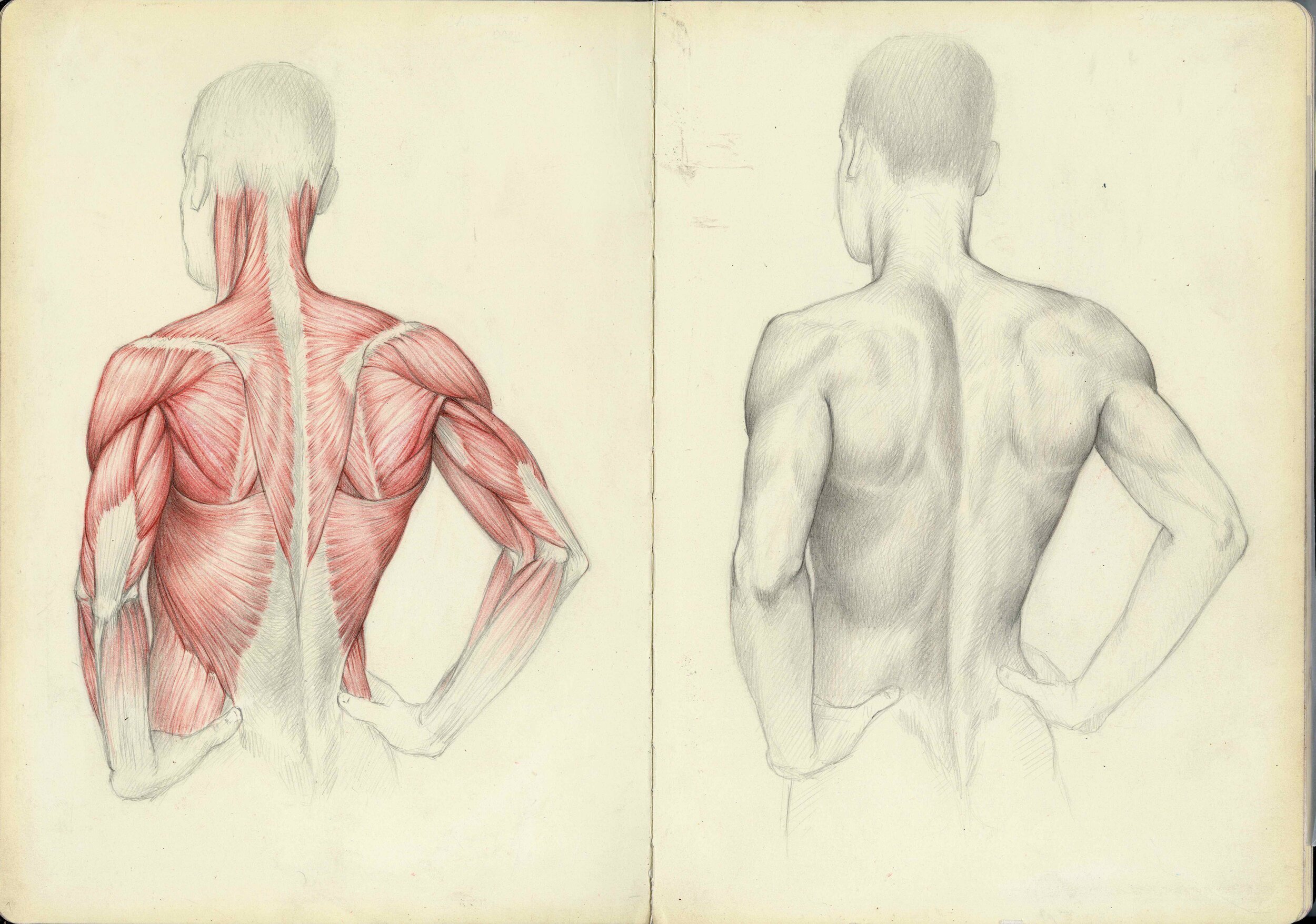 How to Draw the Human Figure an Anatomical Approach 