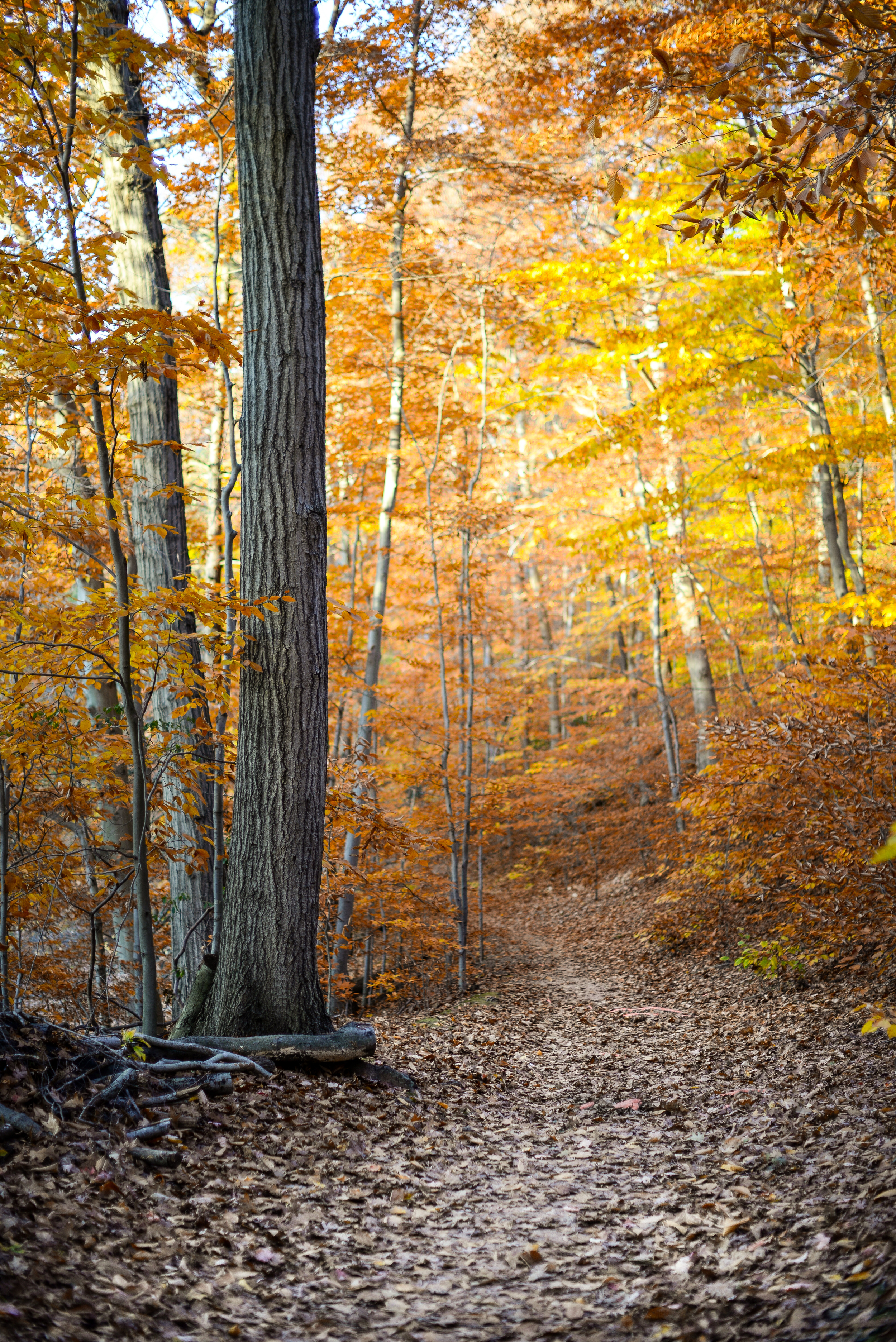 Trail Trunk Yellow Rect-1.jpg