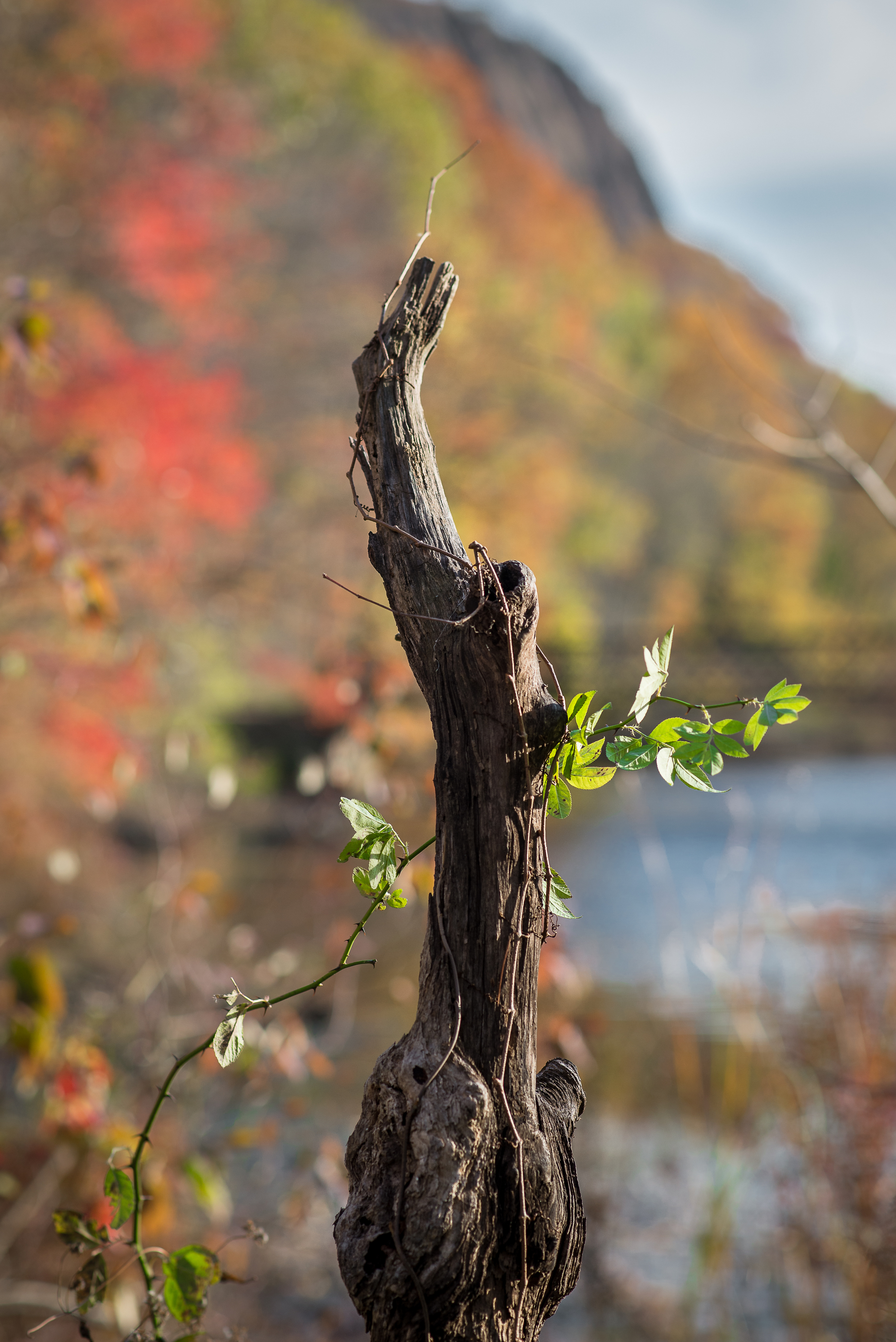 Vine Stump Portrait Autumn.jpg
