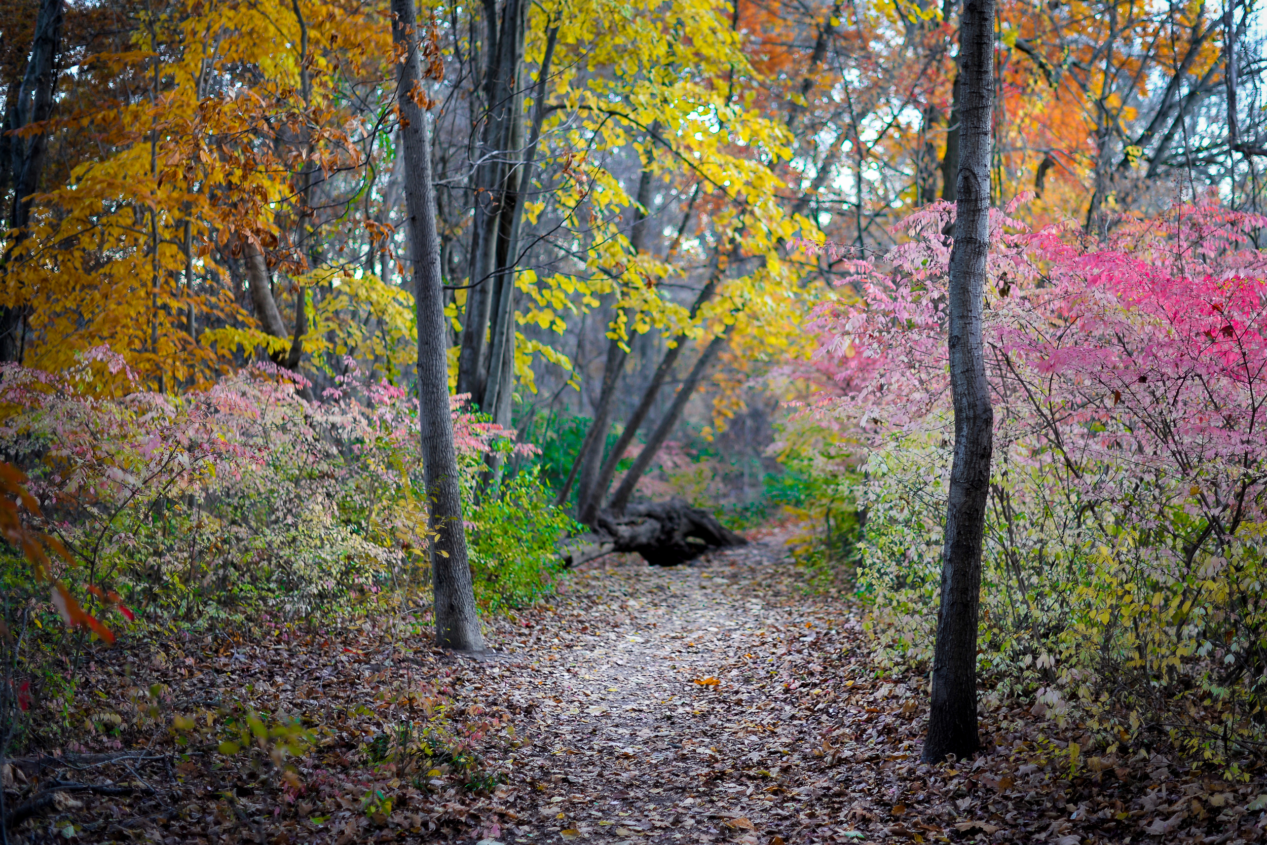 Rainbow Path.jpg