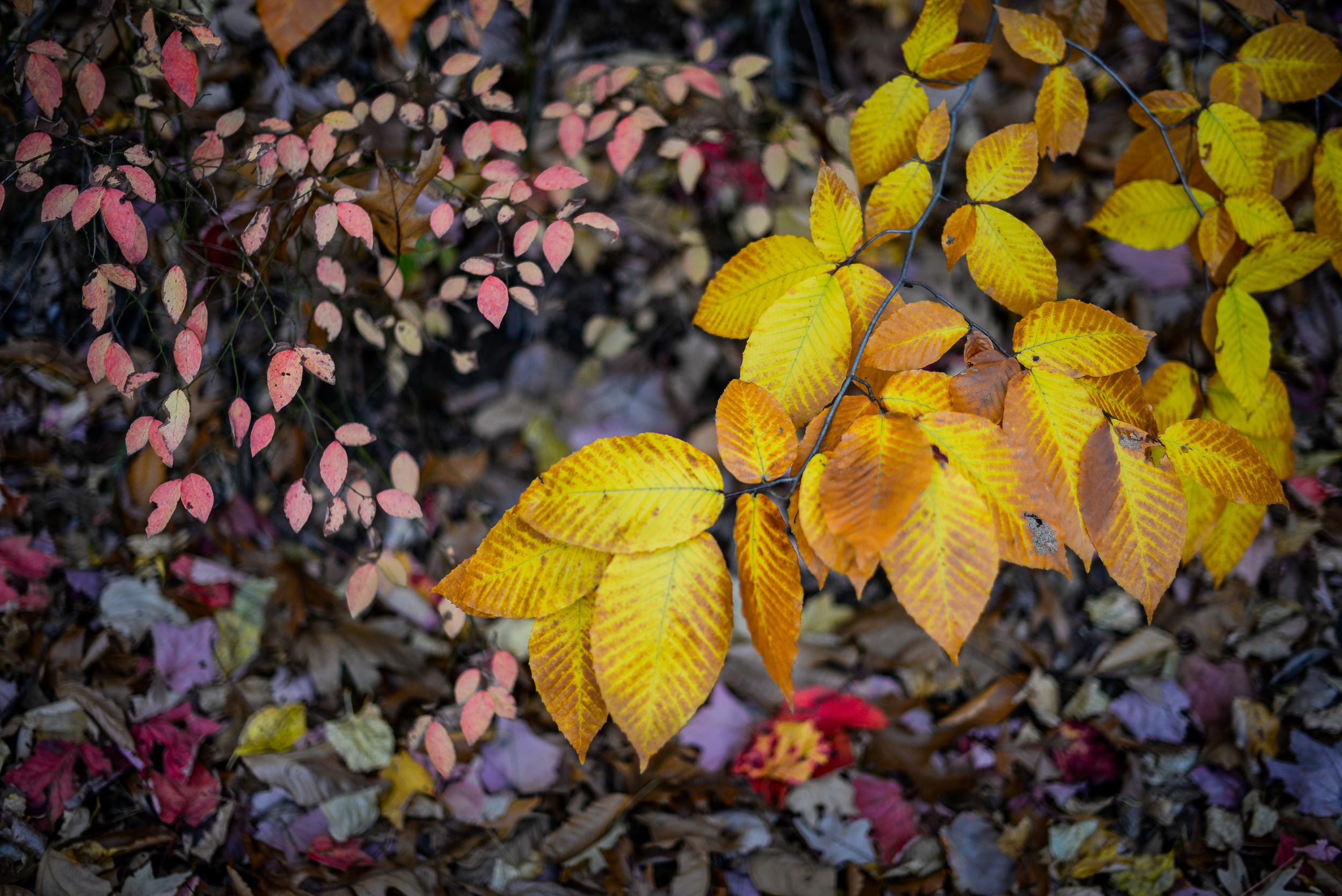 Elm Leaves turning against leaf confetti.jpg