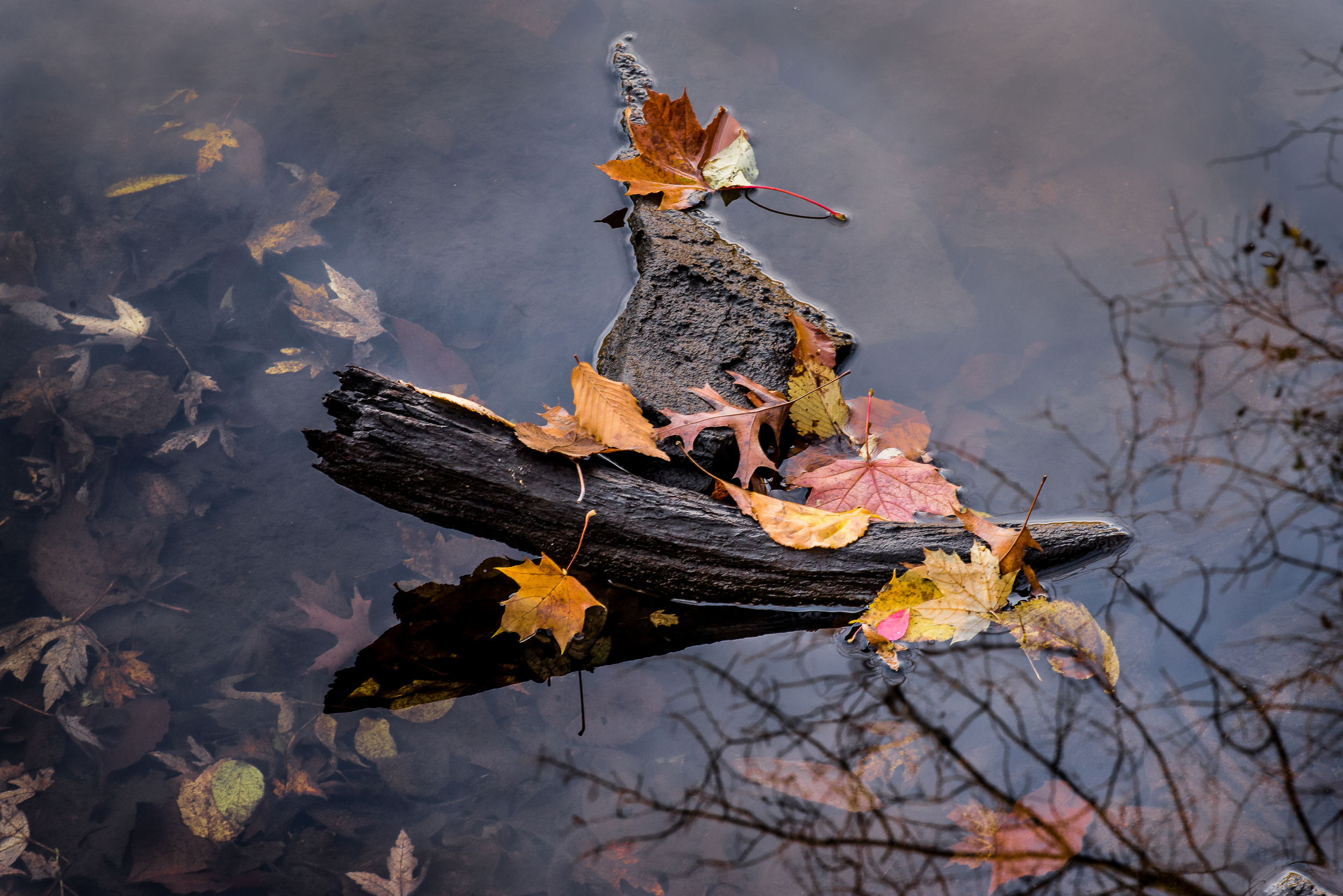 Drowning Leaves, Bare Branches.jpg