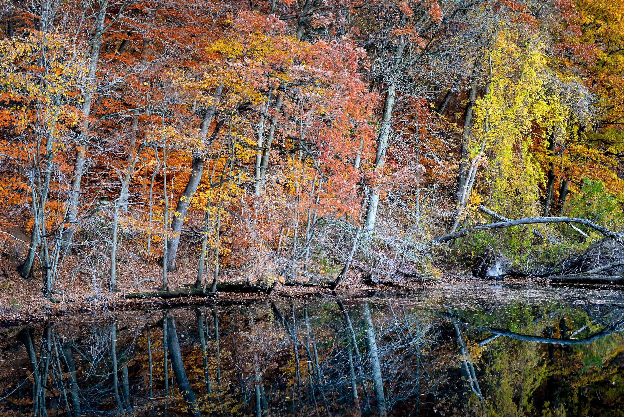 Fall Reflection Mill River.jpg