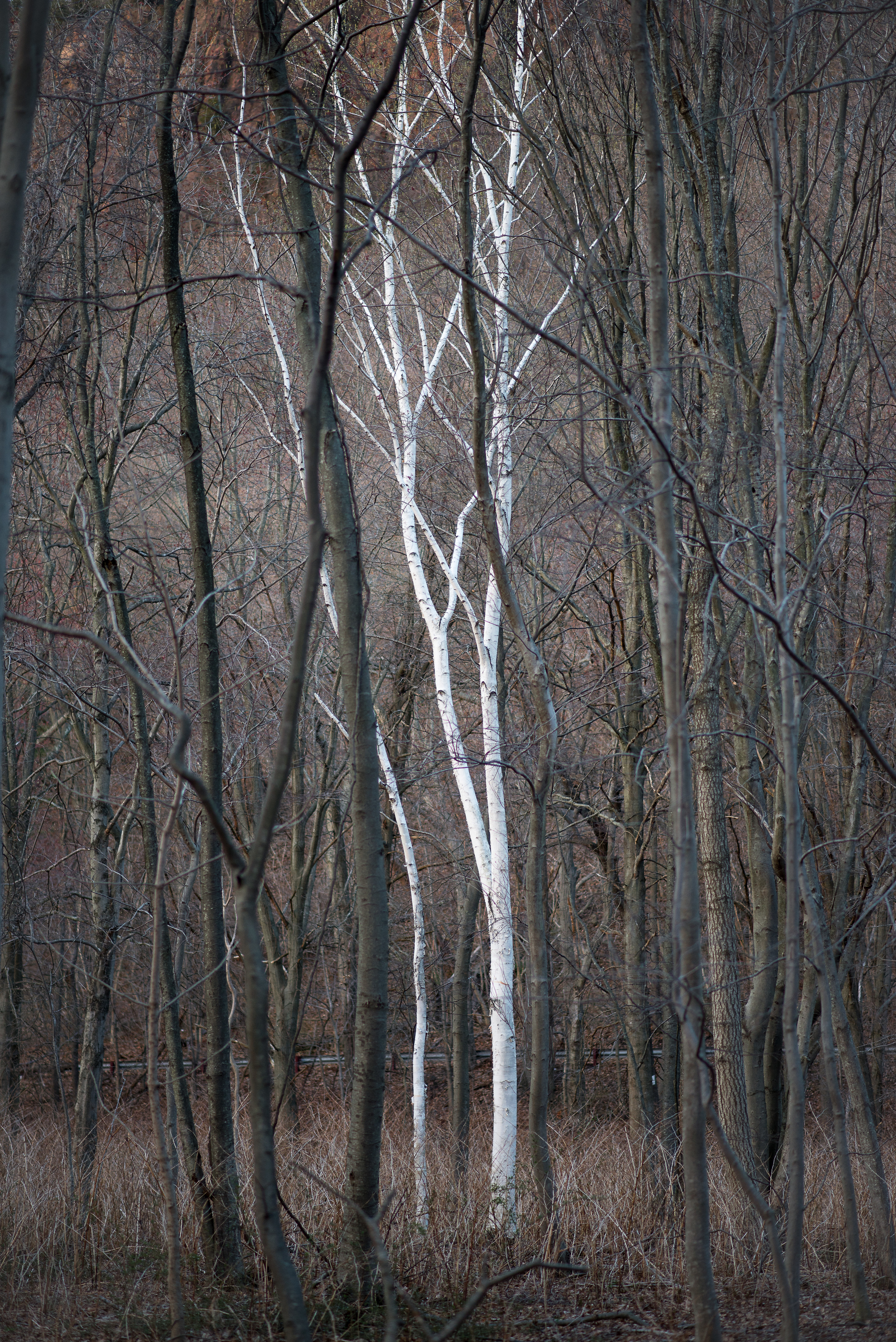 White Tree.jpg