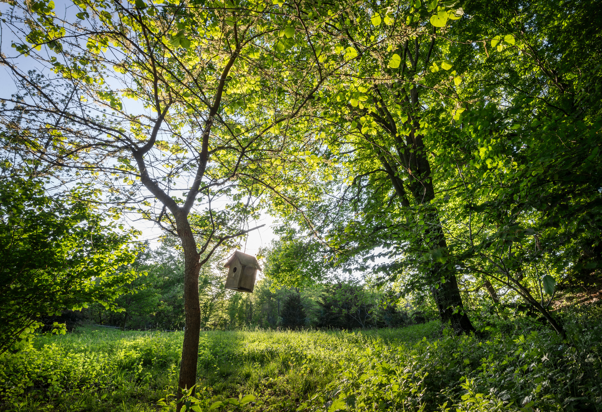 Birdhouse-1.jpg