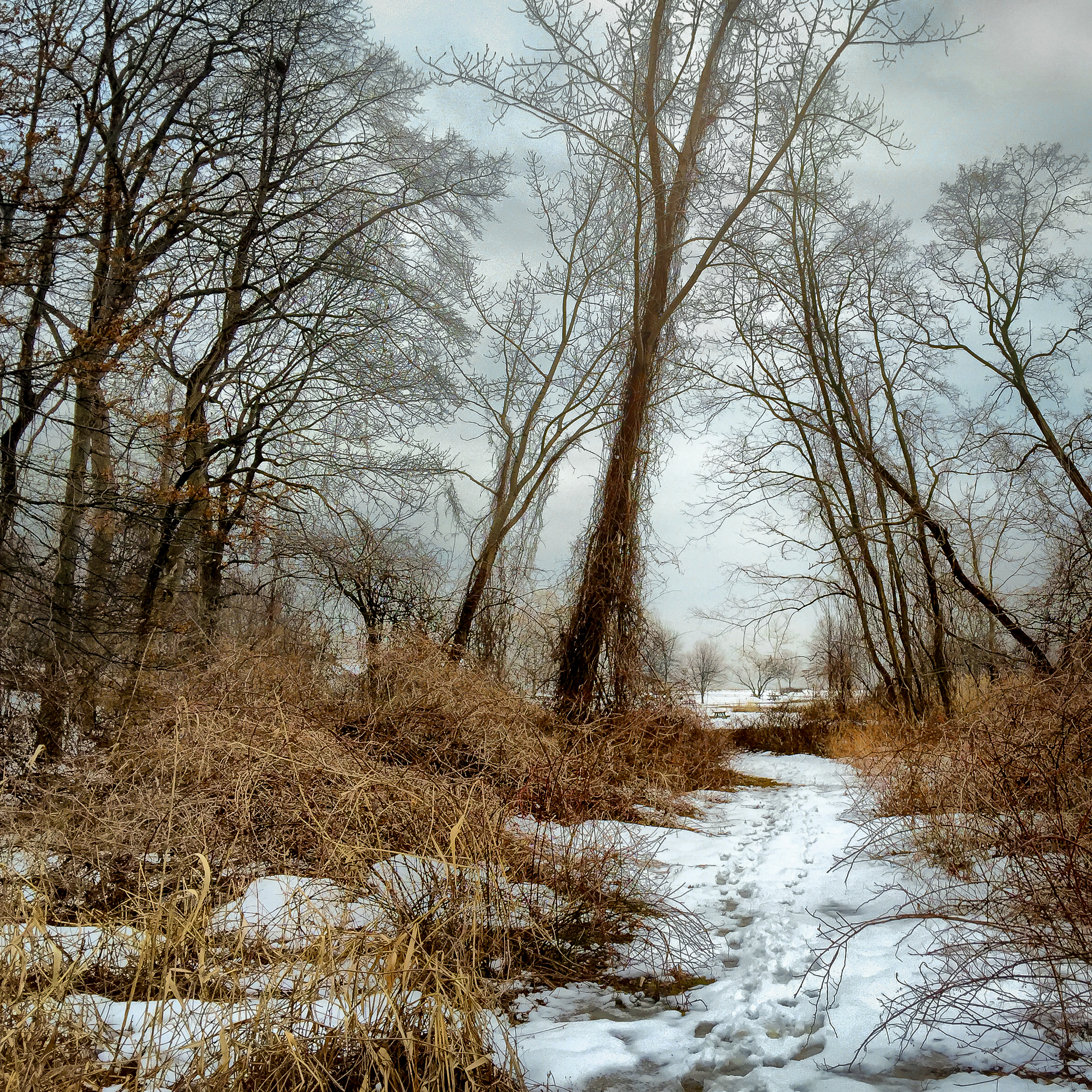 Marshy Woods Path.jpg