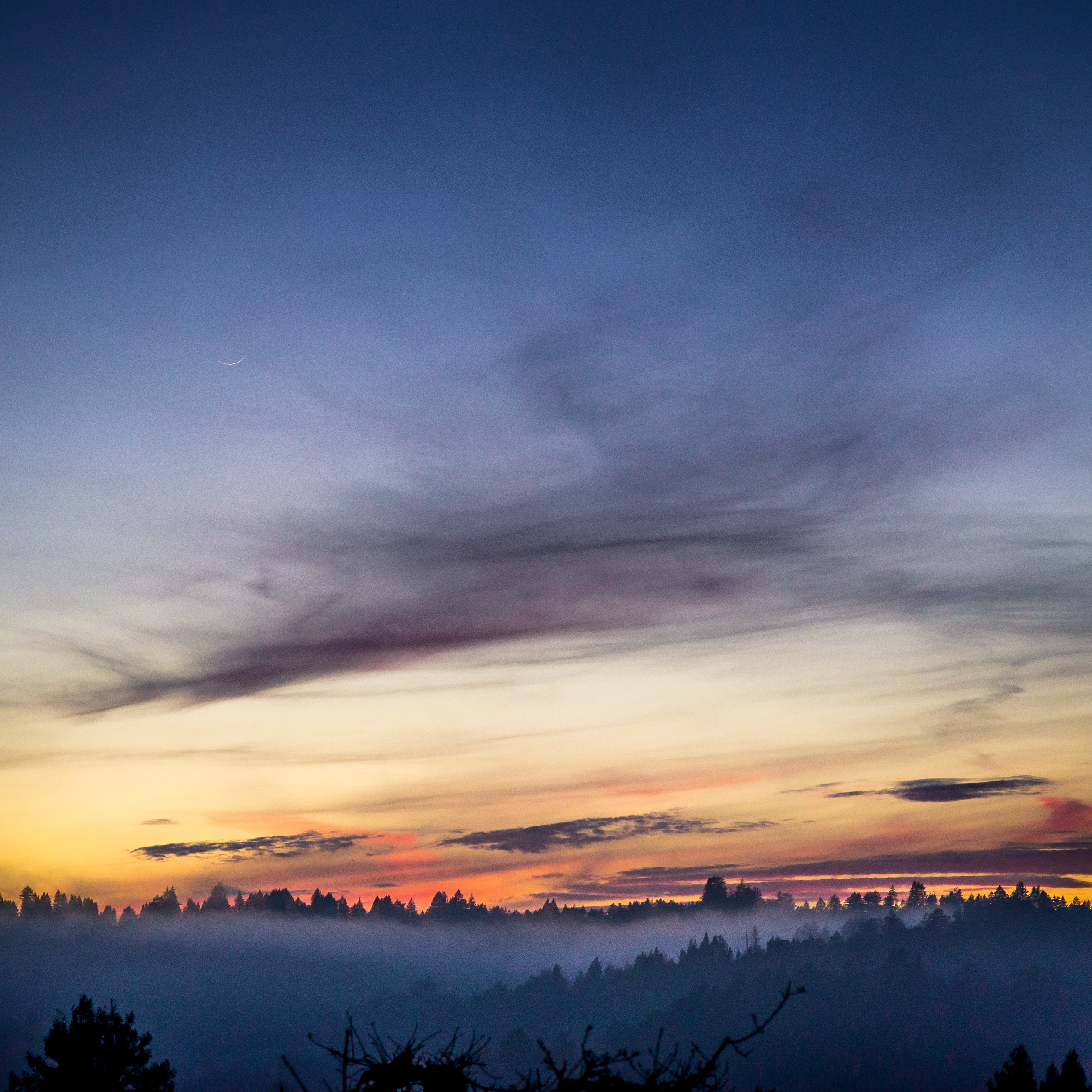 Sunset Foggy Trees v2.jpg