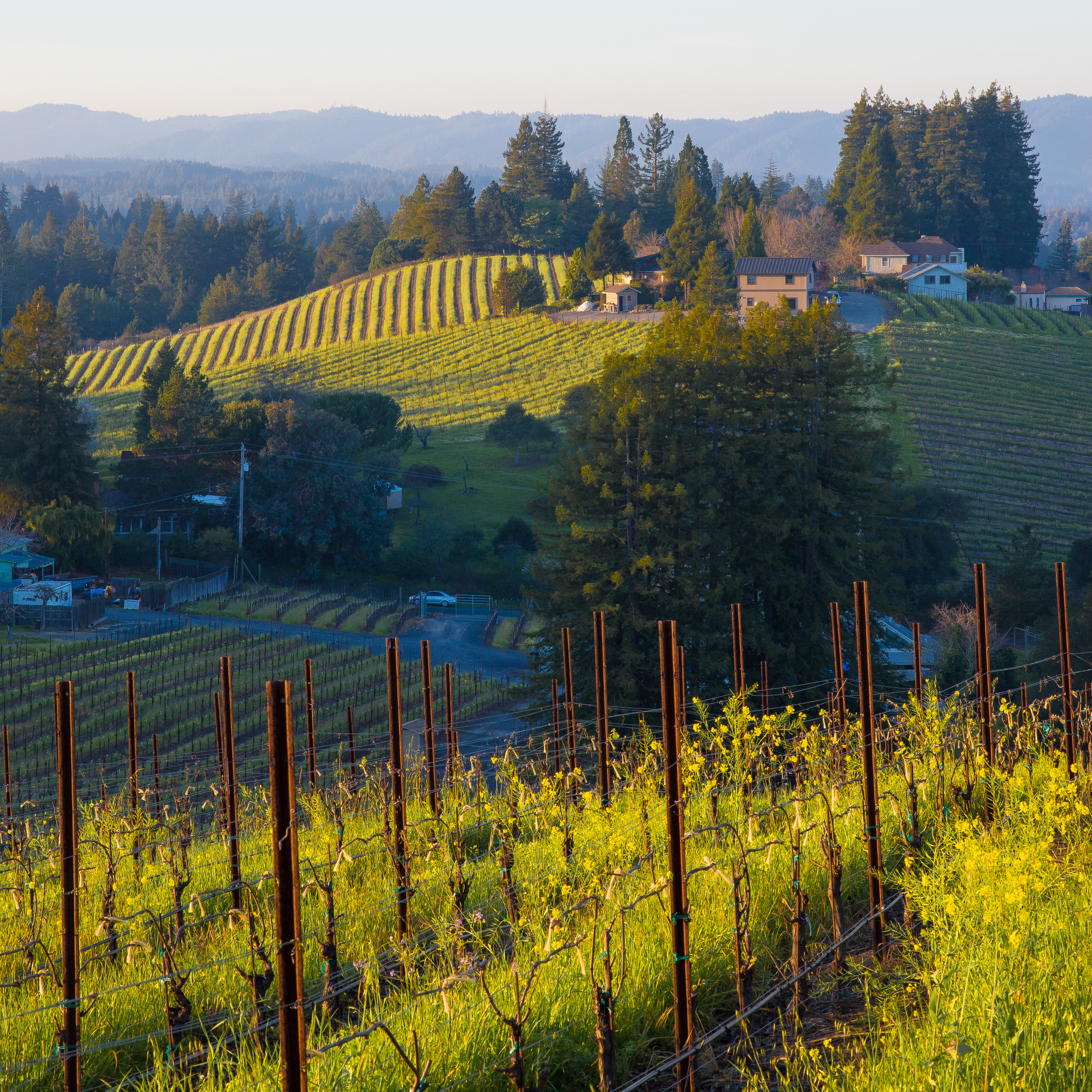 Mustard Vineyard Hillside View.jpg