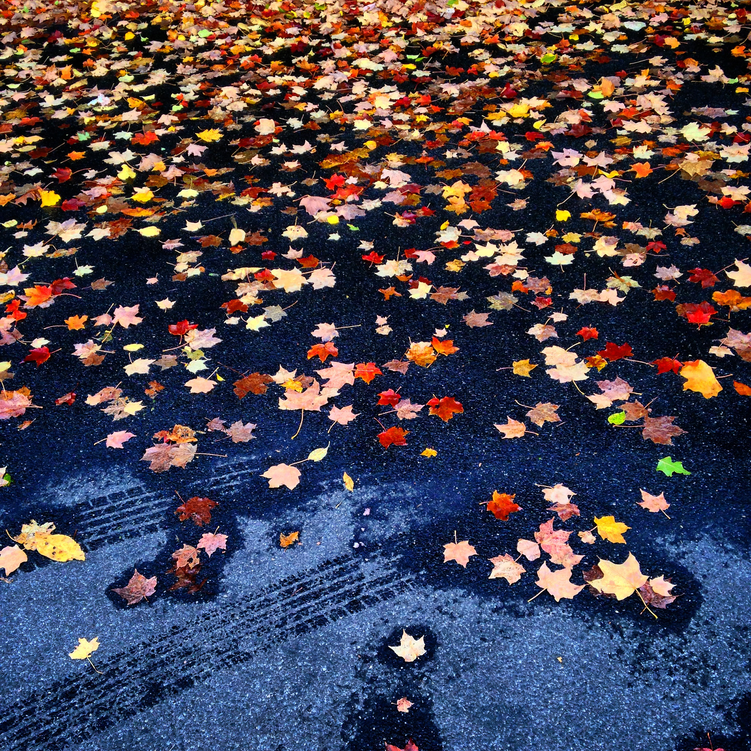 Leaves on Pavement-1.jpg