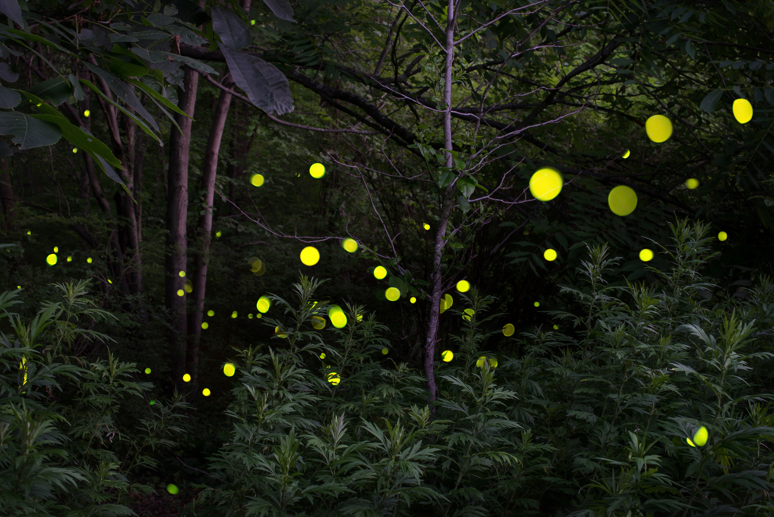 Fireflies Woods Web.jpg