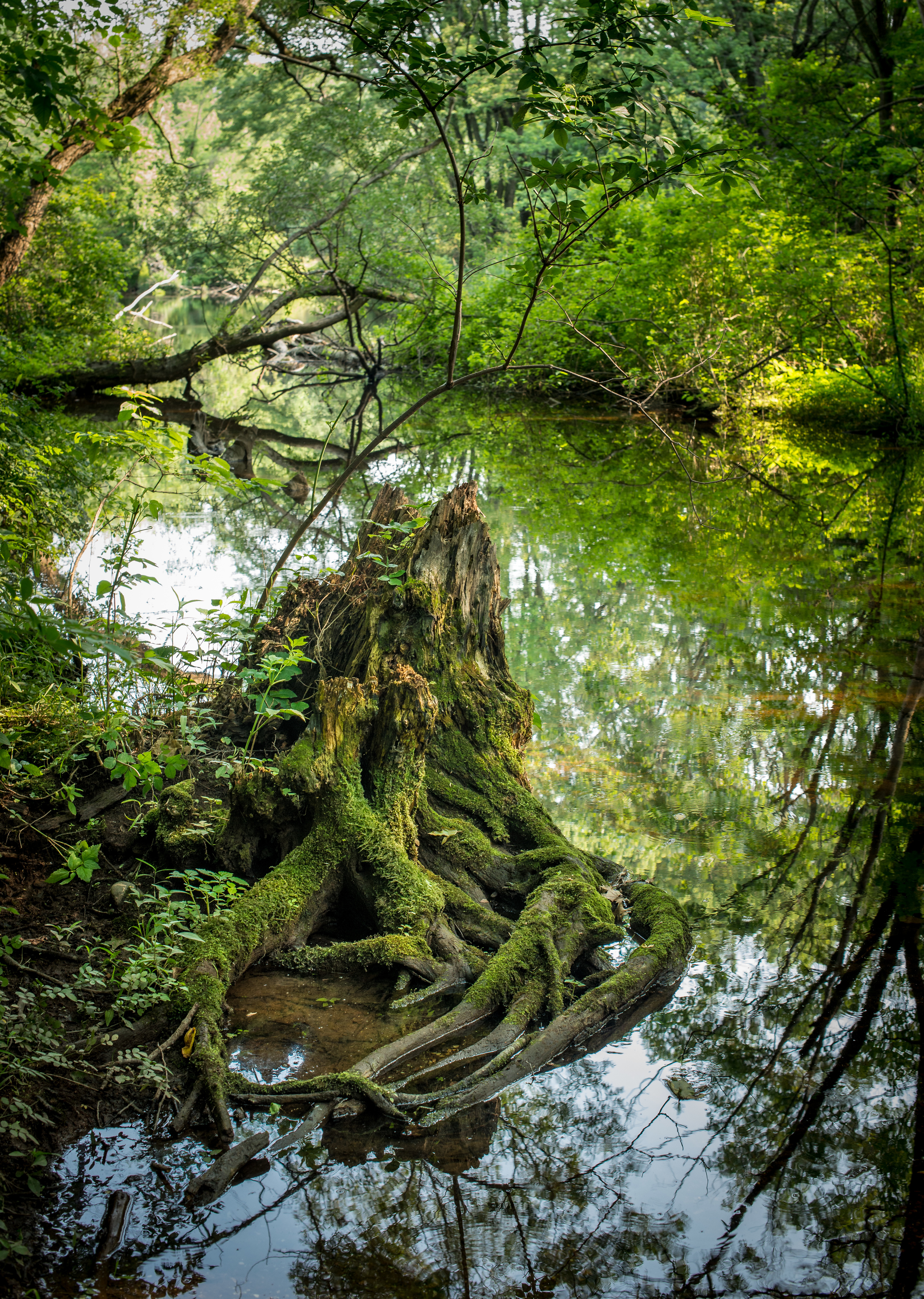 Mossy River Stump.jpg