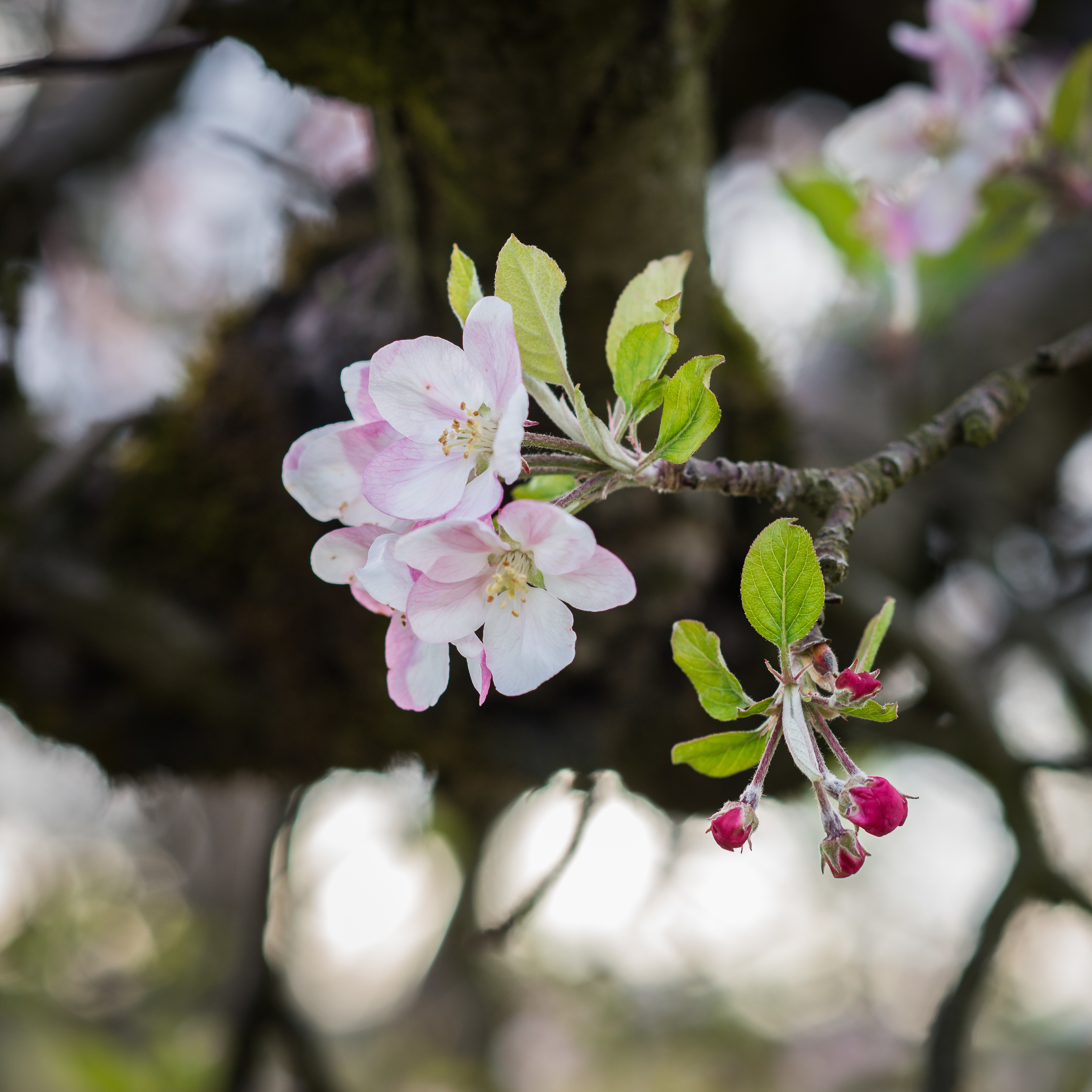 Apple Blossom -1.jpg