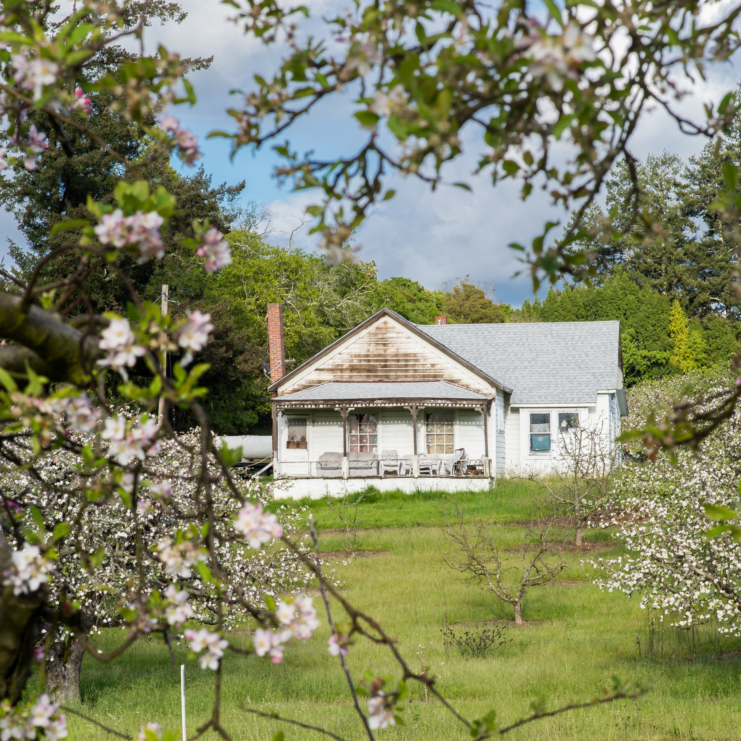 Chabby Chic Apple Country-1.jpg