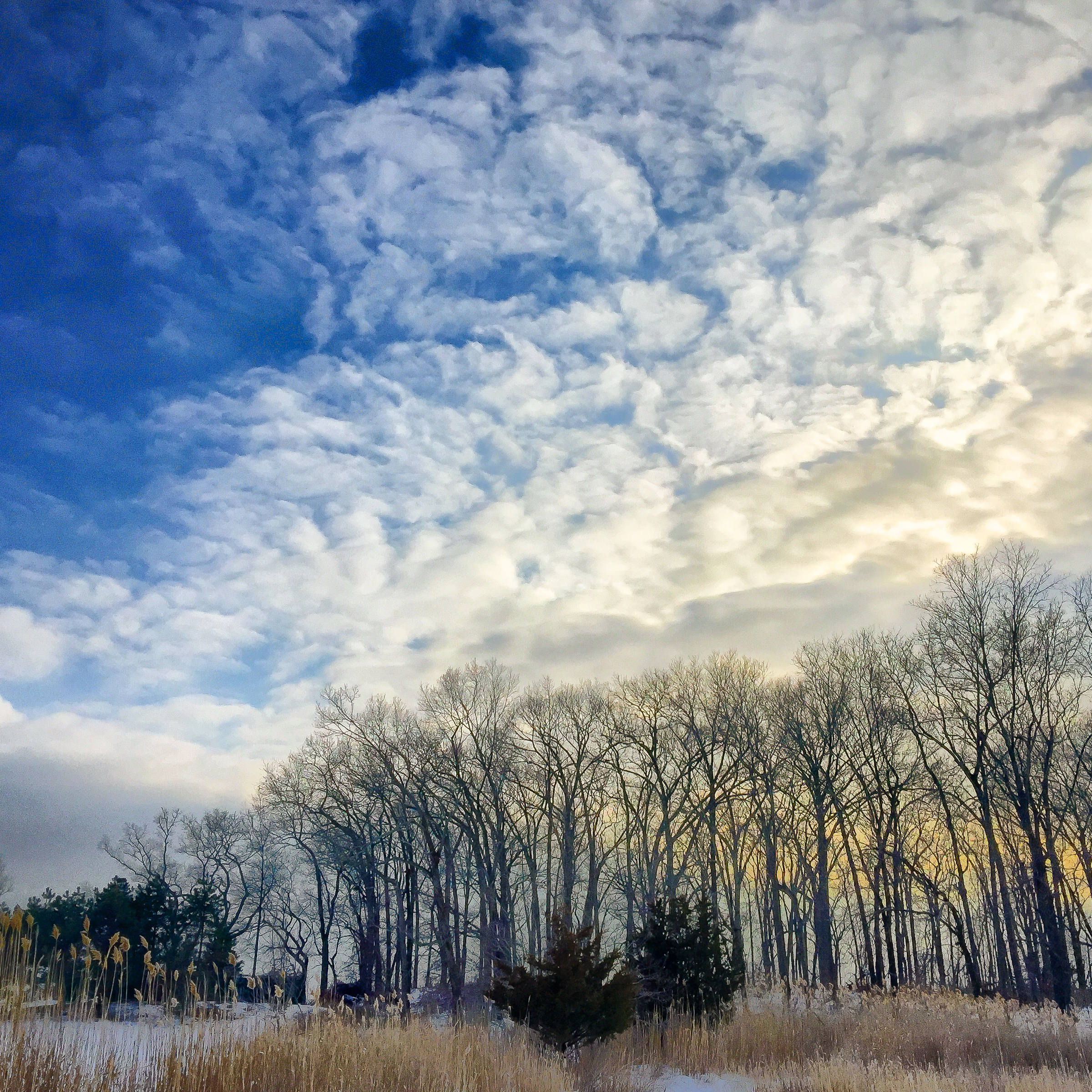 Trees Reaching Sherwood Island.jpg