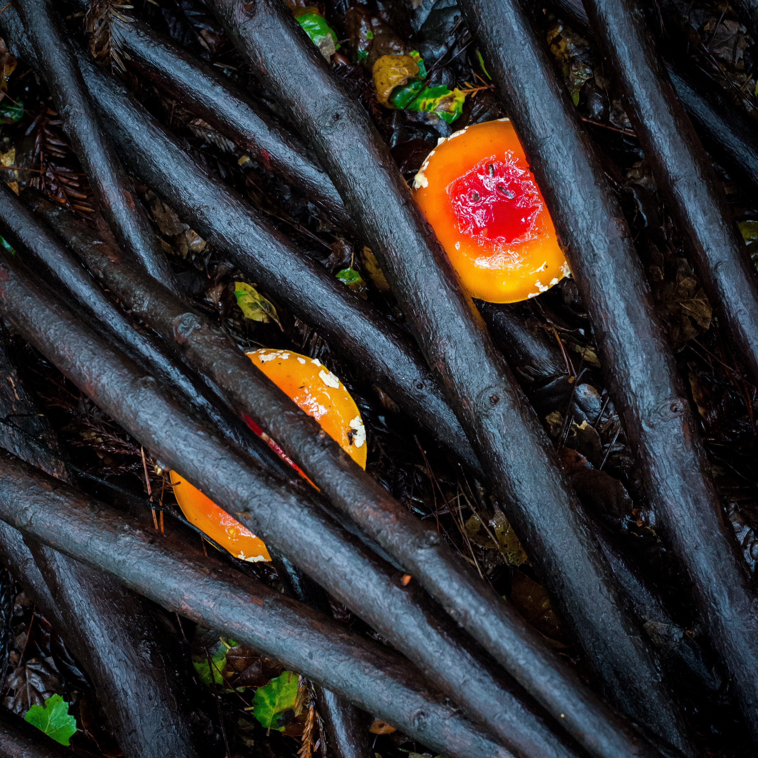 Mushrooms through branches-2.jpg