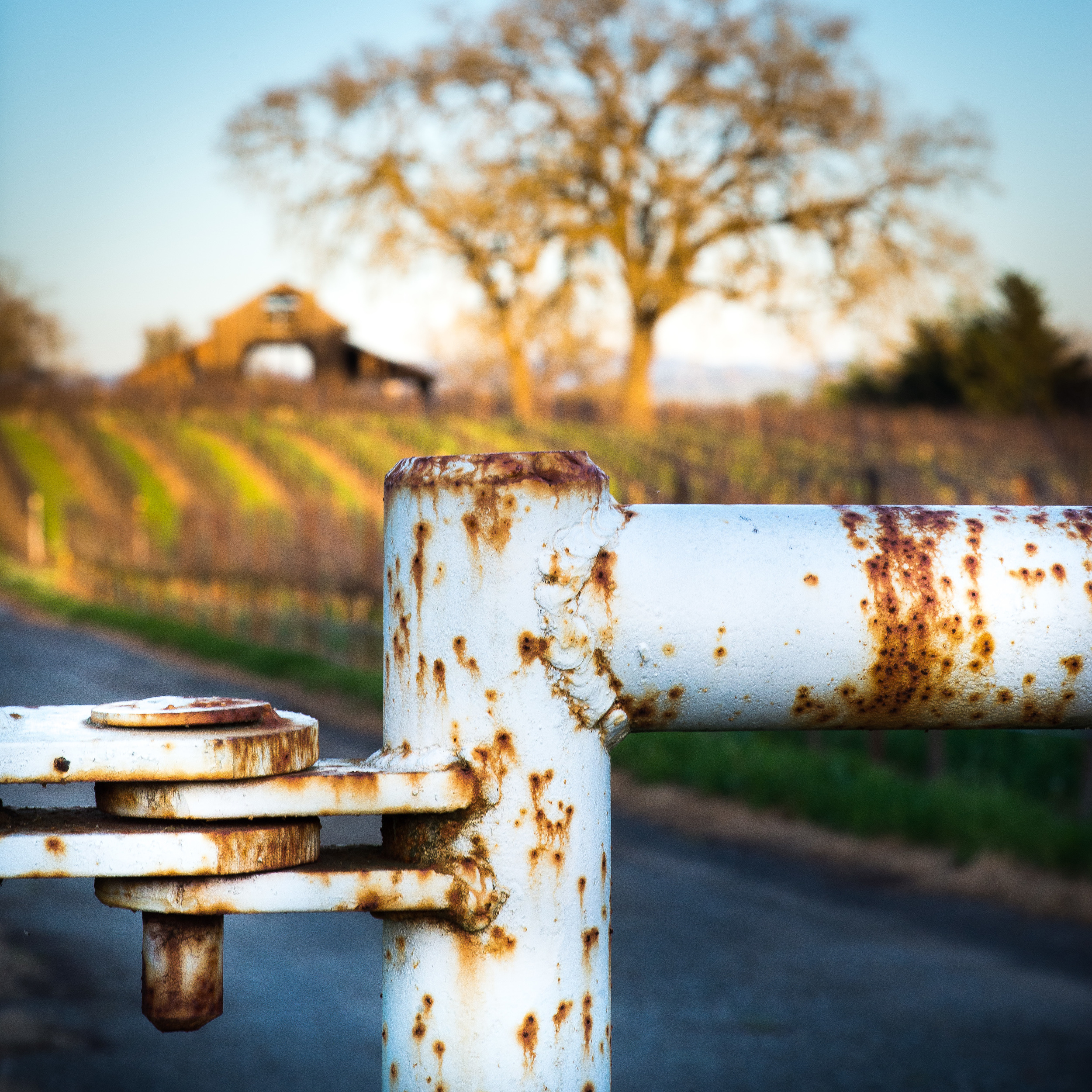 Rusty Gate Vineyard.jpg