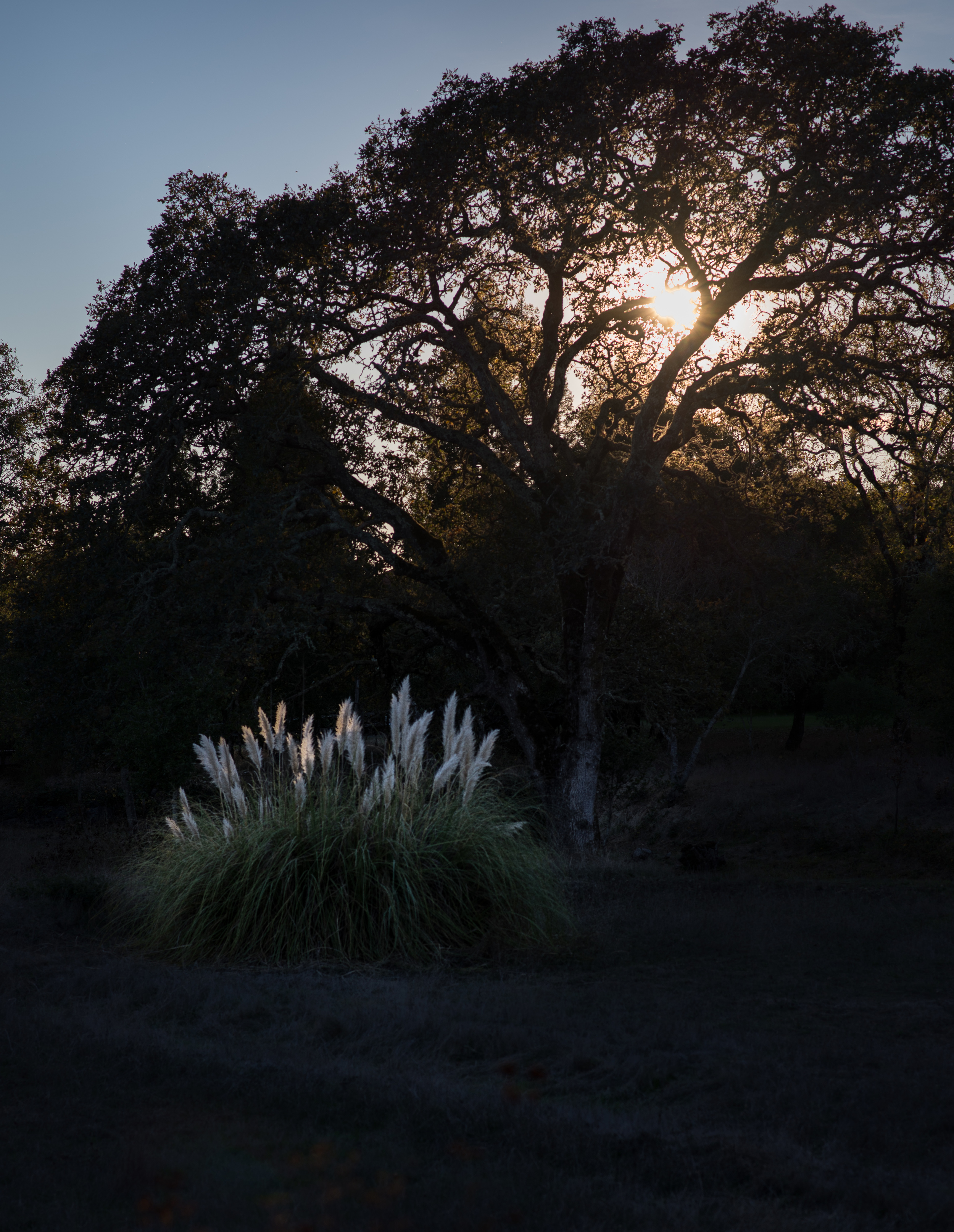 Pampas Oak Sunset.jpg