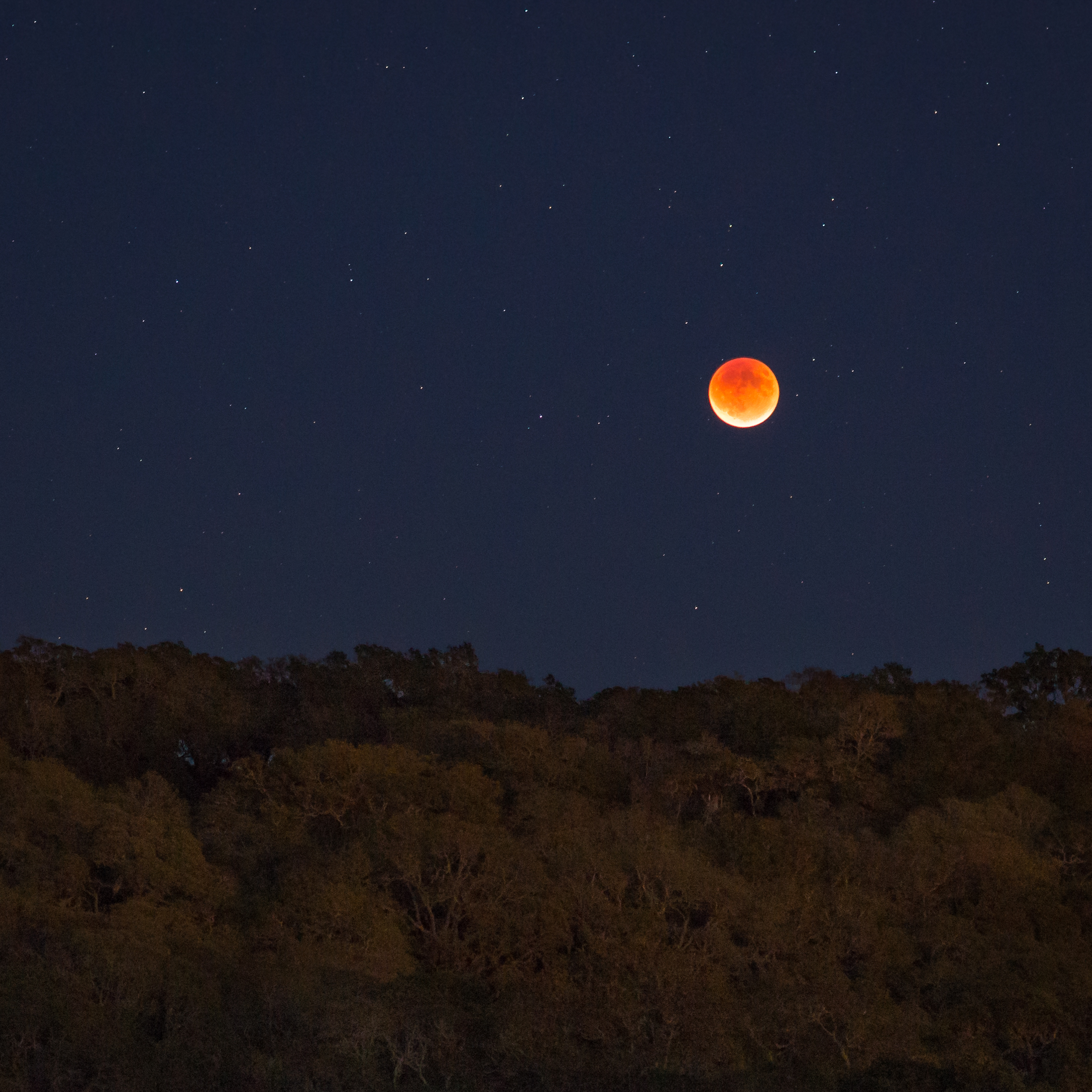 Red Moon Foothill Park Closeup.jpg