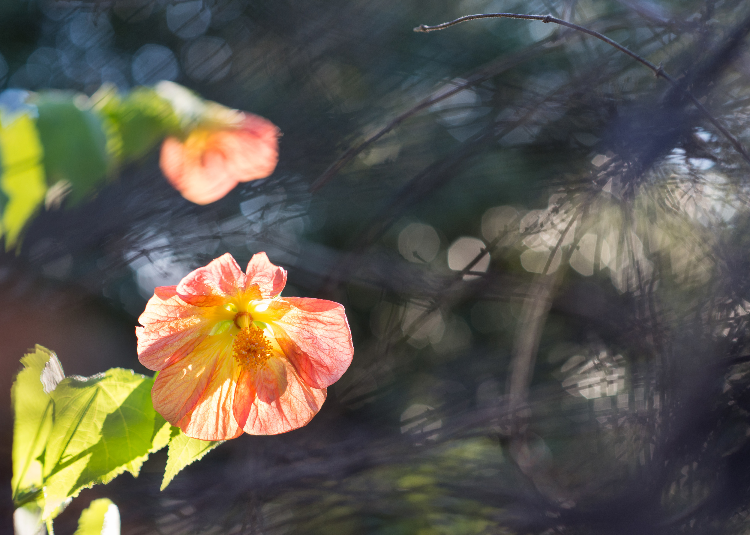 Flowers through vines.jpg