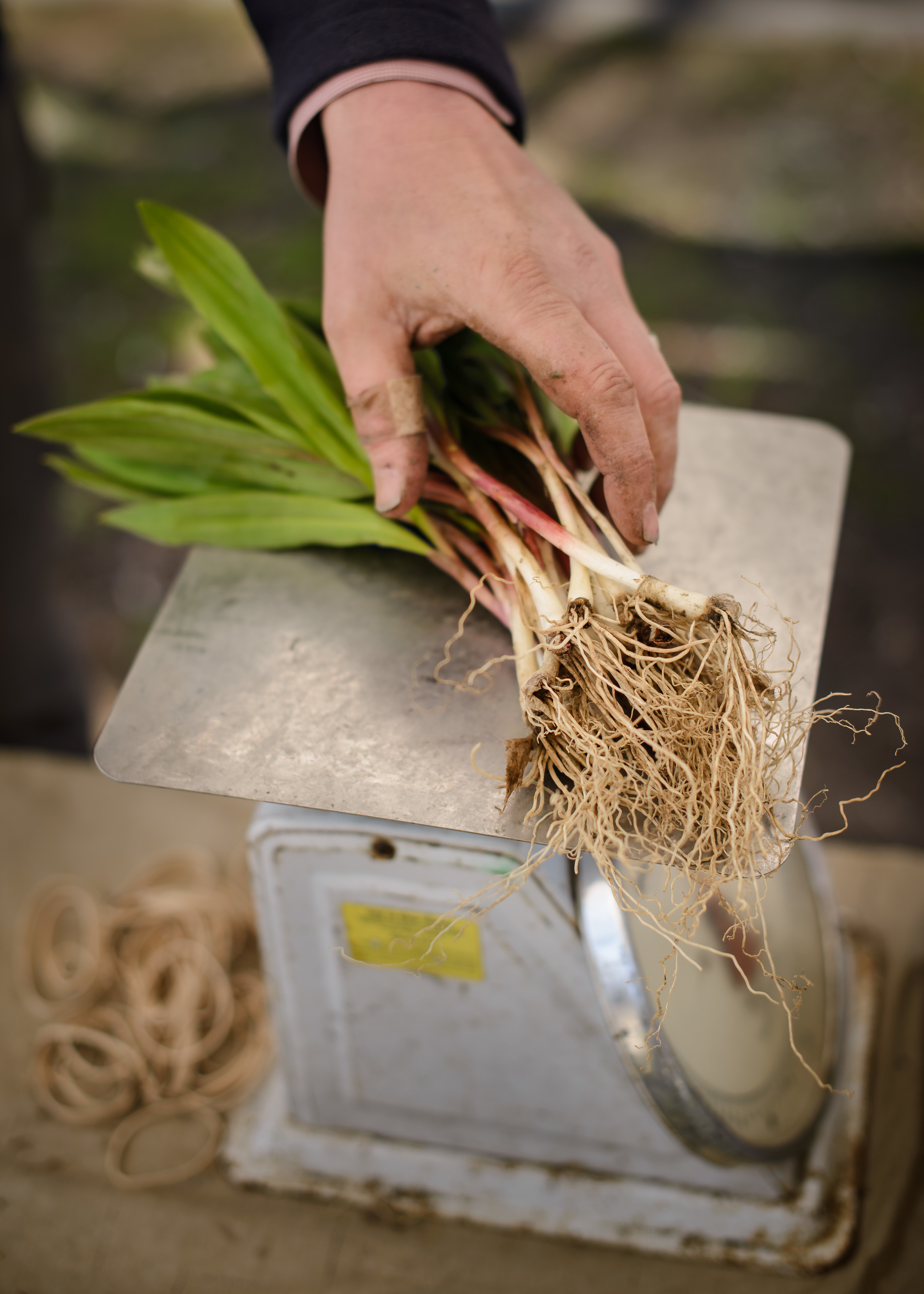 Farmer's Ramps.jpg