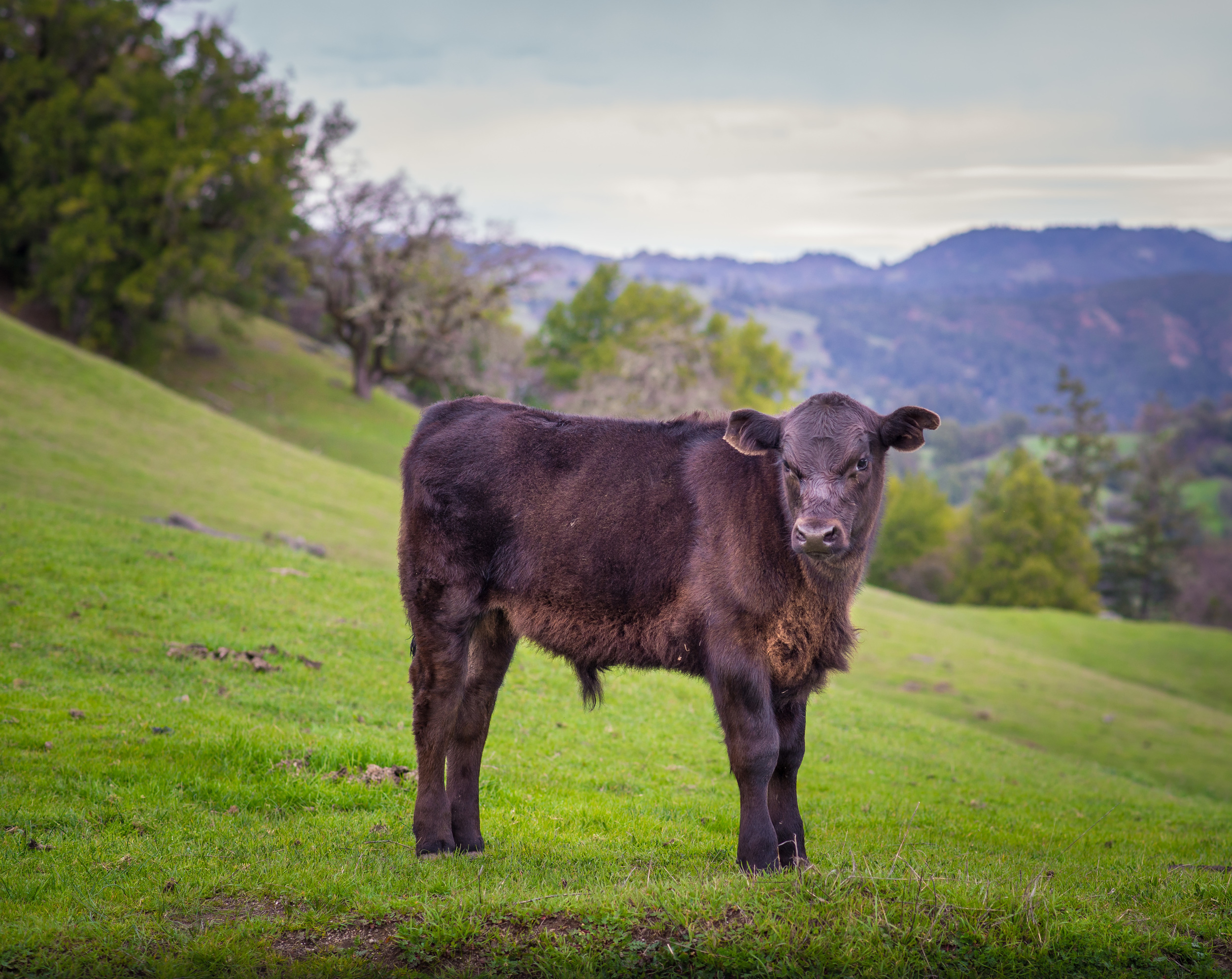 King Ridge Road Calf.jpg