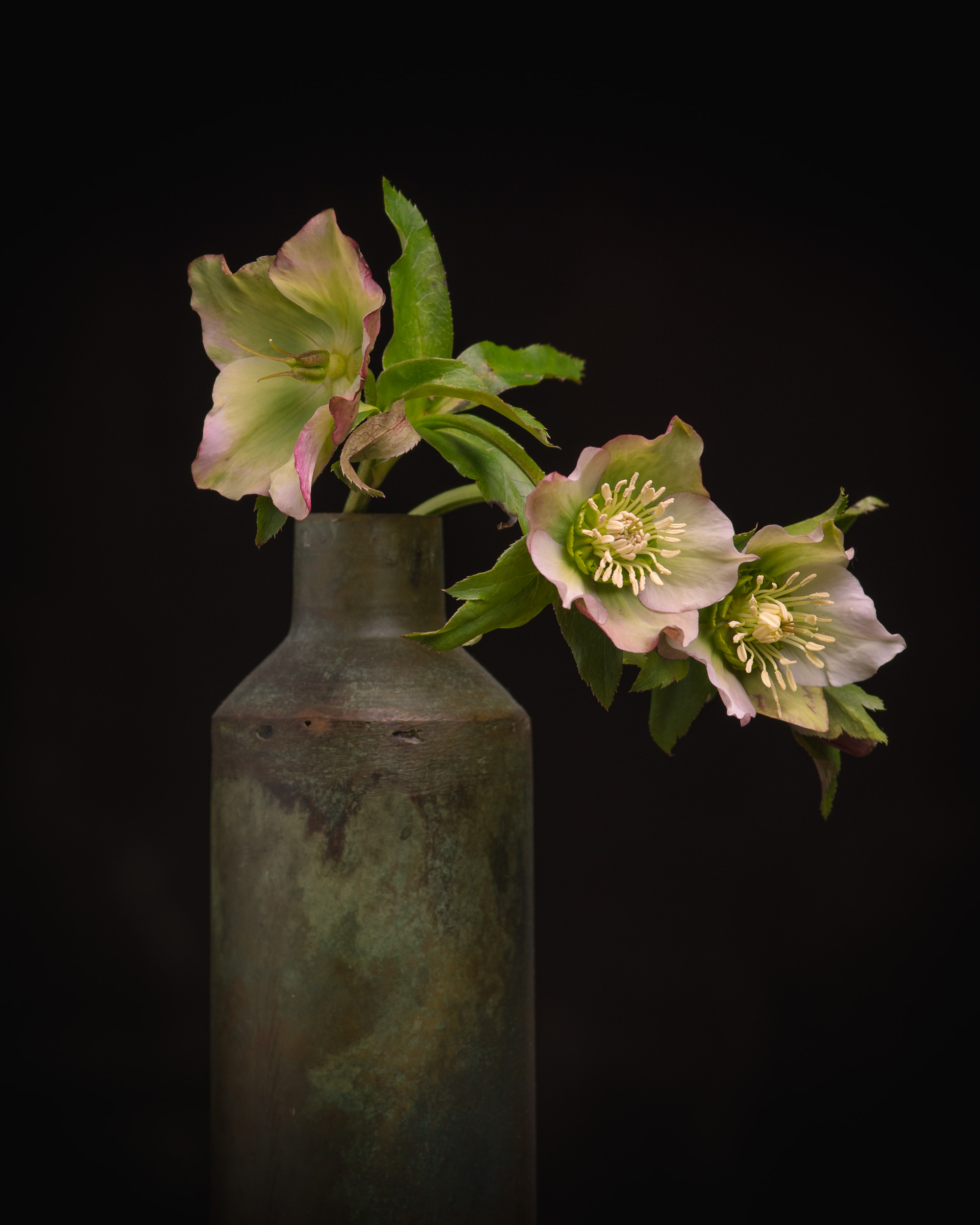 Hellebore.jpg