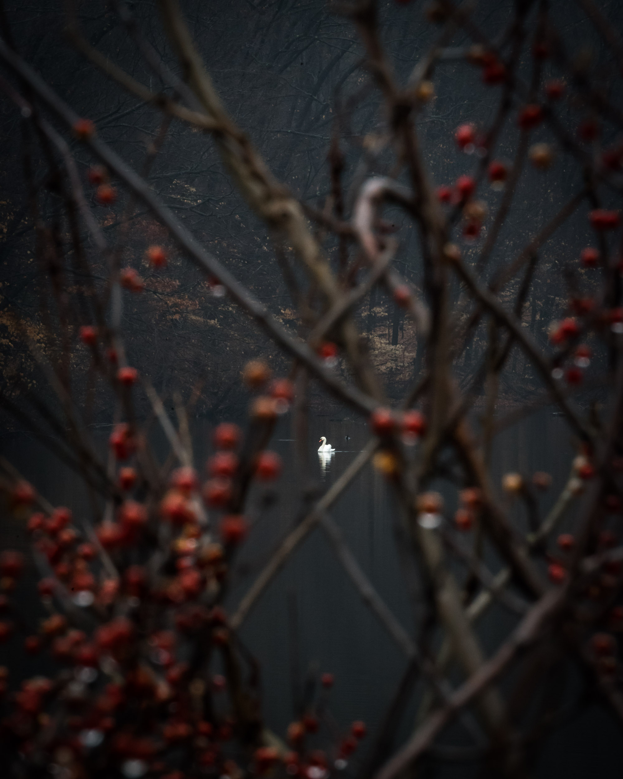 Swan berries.jpg