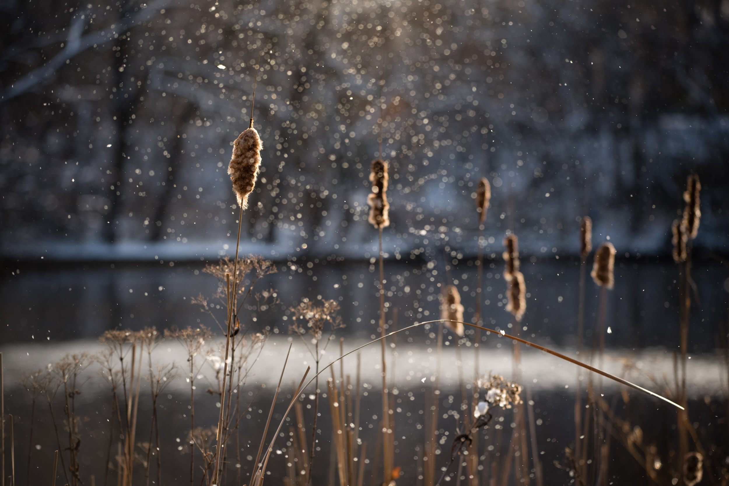 Cattail Snow-1.jpg