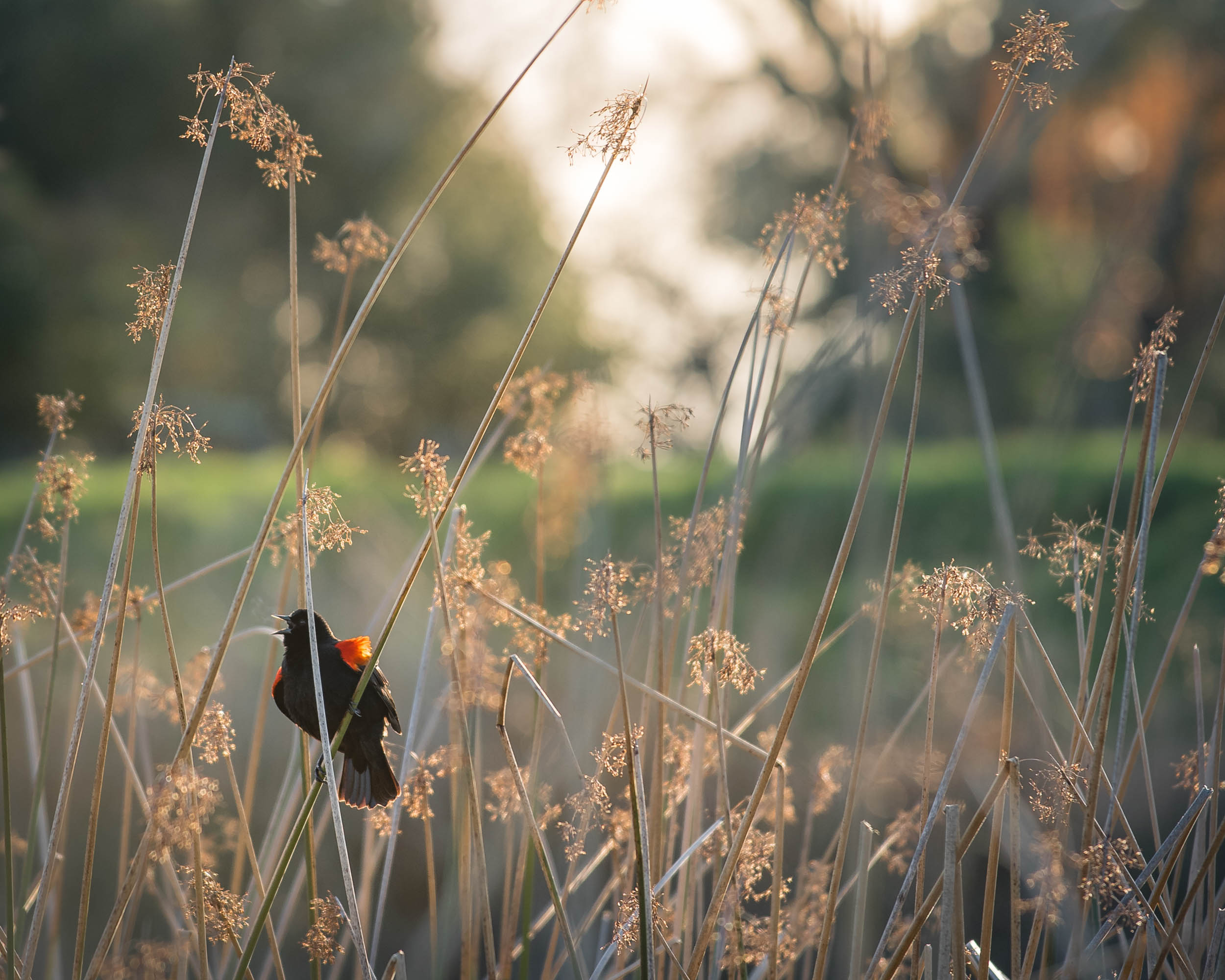 Redwing Singing-1.jpg