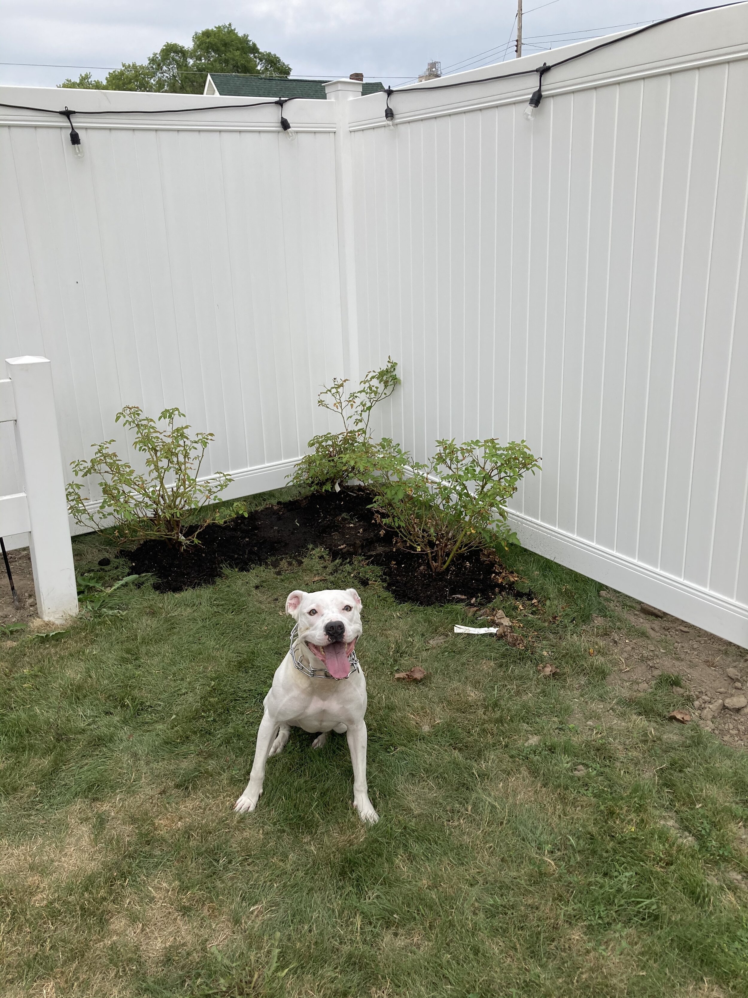 bulldog fence company