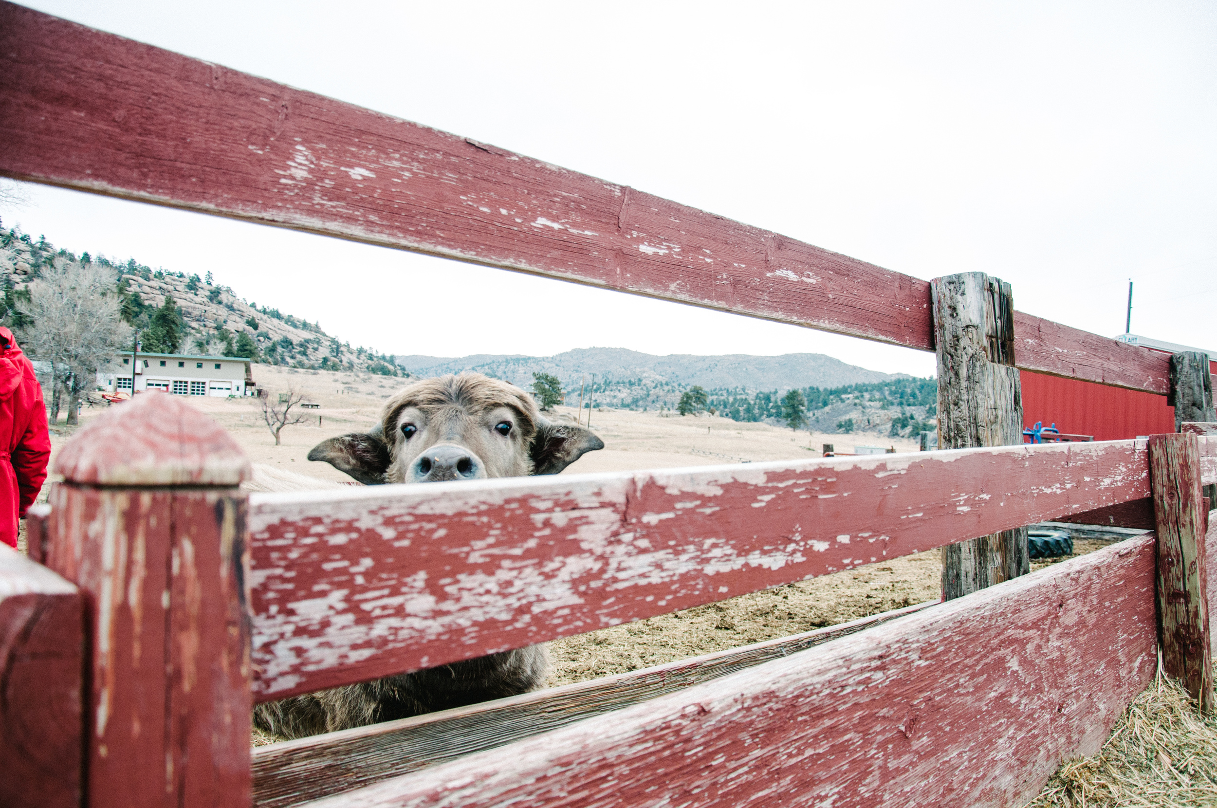 Yoda the baby water buffalo