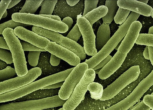 Your Immune System And Your Health