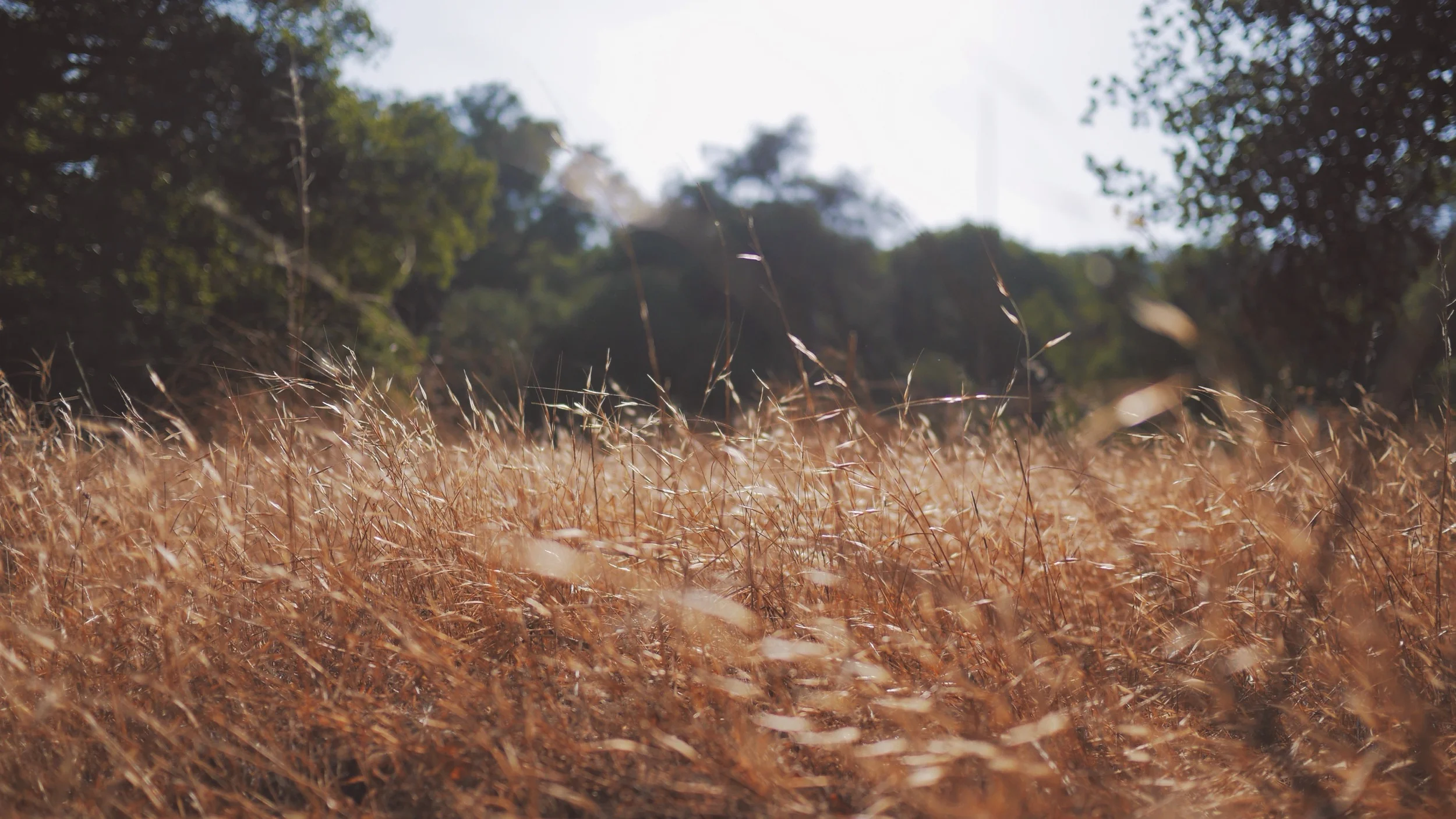 Not Just Gluten:  Autoimmune Triggers