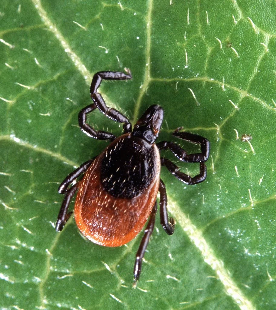 Lyme Disease at Bock Integrative Medicine