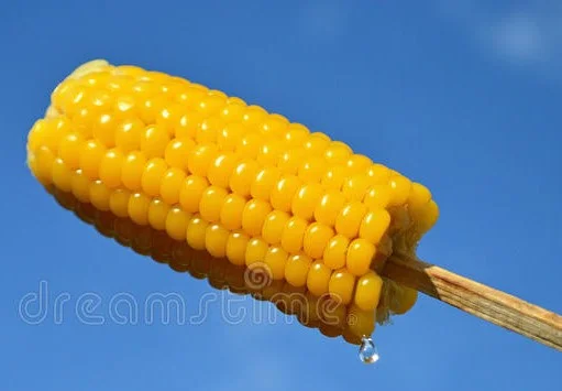 Corn Booth at Rails to Trails
